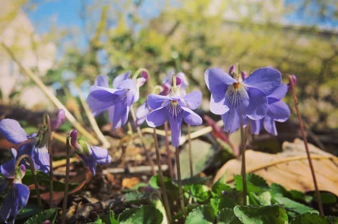 Soka Universityさんのインスタグラム写真 - (Soka UniversityInstagram)「Campus Seasonal Photos March ④ 丹木の歳時記　弥生(四) ⑴ A dogtooth violet・片栗(カタクリ) ⑵ Viola grypoceras・タチツボスミレ ⑶ Spring orchid・春蘭(シュンラン) ⑷ Rhododendron dilatatum・三葉躑躅(ミツバツツジ) ⑸ A Japanese quince・木瓜(ボケ) ⑹ Paper bush・三叉(ミツマタ) ⑺ Honeysuckle・鶯神楽(ウグイスカグラ) ⑻ Oshima Cherry・大島桜(オオシマザクラ) ⑼ Camellia・椿(ツバキ) ⑽ A chat (Turdinae)・ツグミ #discoversoka #sodaigram #sodaipictures #sokauniversity #創価大学 #hachioji #八王子 #tokyo #東京 #campus #キャンパス #university #大学 #students #学生 #nature #自然 #march #3月 #弥生 #fourseasons #四季 #spring #春 #environment #環境 #environmentallyfriendly #環境に優しい」4月18日 10時08分 - sokauniversity