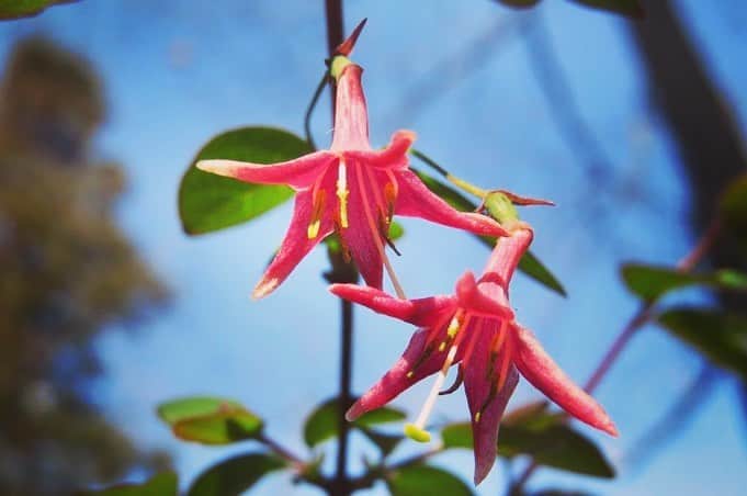 Soka Universityさんのインスタグラム写真 - (Soka UniversityInstagram)「Campus Seasonal Photos March ④ 丹木の歳時記　弥生(四) ⑴ A dogtooth violet・片栗(カタクリ) ⑵ Viola grypoceras・タチツボスミレ ⑶ Spring orchid・春蘭(シュンラン) ⑷ Rhododendron dilatatum・三葉躑躅(ミツバツツジ) ⑸ A Japanese quince・木瓜(ボケ) ⑹ Paper bush・三叉(ミツマタ) ⑺ Honeysuckle・鶯神楽(ウグイスカグラ) ⑻ Oshima Cherry・大島桜(オオシマザクラ) ⑼ Camellia・椿(ツバキ) ⑽ A chat (Turdinae)・ツグミ #discoversoka #sodaigram #sodaipictures #sokauniversity #創価大学 #hachioji #八王子 #tokyo #東京 #campus #キャンパス #university #大学 #students #学生 #nature #自然 #march #3月 #弥生 #fourseasons #四季 #spring #春 #environment #環境 #environmentallyfriendly #環境に優しい」4月18日 10時08分 - sokauniversity