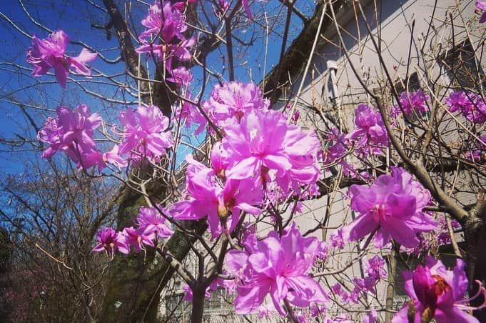 Soka Universityさんのインスタグラム写真 - (Soka UniversityInstagram)「Campus Seasonal Photos March ④ 丹木の歳時記　弥生(四) ⑴ A dogtooth violet・片栗(カタクリ) ⑵ Viola grypoceras・タチツボスミレ ⑶ Spring orchid・春蘭(シュンラン) ⑷ Rhododendron dilatatum・三葉躑躅(ミツバツツジ) ⑸ A Japanese quince・木瓜(ボケ) ⑹ Paper bush・三叉(ミツマタ) ⑺ Honeysuckle・鶯神楽(ウグイスカグラ) ⑻ Oshima Cherry・大島桜(オオシマザクラ) ⑼ Camellia・椿(ツバキ) ⑽ A chat (Turdinae)・ツグミ #discoversoka #sodaigram #sodaipictures #sokauniversity #創価大学 #hachioji #八王子 #tokyo #東京 #campus #キャンパス #university #大学 #students #学生 #nature #自然 #march #3月 #弥生 #fourseasons #四季 #spring #春 #environment #環境 #environmentallyfriendly #環境に優しい」4月18日 10時08分 - sokauniversity