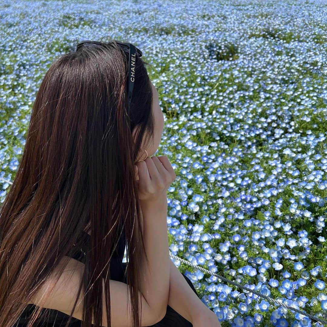 まいちさんのインスタグラム写真 - (まいちInstagram)「nemophila.🧏🏻‪💞‬  #海の中道海浜公園 #ネモフィラ #ネモフィラの丘 #ネモフィラブルー #flowerphotography #flowermagic #福岡 #福岡女子」4月18日 10時09分 - ma.ma.maichi