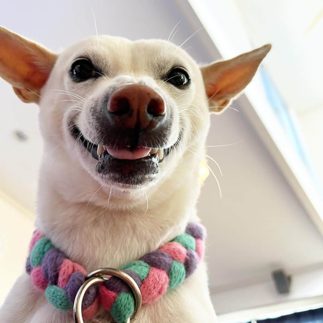 柴犬ハル&保護犬すずさんのインスタグラム写真 - (柴犬ハル&保護犬すずInstagram)「🎁 . 『おとーしゃーんが、 おかーしゃーーんに、 お誕生日の献上品で おシャネルの香水をあげました。 シャネルの鼻を持つすずは、 ヤギもちを妬いています』 . #シャネルの香水ありがちょんまげ #すずの鼻は生まれつきシャネルの形 #ヤギのヤギもちは根深いです #この顔は笑ってるのですか怒ってるのですか . #柴犬#柴#kagoshima#dog#puppy#shibainu#shibastagram#いぬバカ部#family#cat#鹿児島#赤柴#ねこ#猫#雑種#天文館#日本犬#保護犬を家族に#保護犬#元保護犬#chanel #シャネル#シャネルコスメ #香水」4月18日 10時21分 - haruharu040777