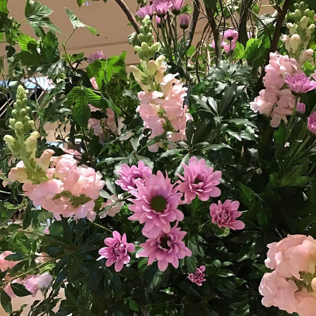 ヨコハマ グランド インターコンチネンタル ホテルさんのインスタグラム写真 - (ヨコハマ グランド インターコンチネンタル ホテルInstagram)「ロビーでは美しい季節の生花がみなさまをお迎えしています。  今回は新年度らしく鮮やかなピンク色のスプレーマムピンク、スナップピンクというお花を中心とした春らしい生花です🌸 季節にあったお花をいけておりますので、 是非、四季折々のお花を楽しみにいらしてください。 皆様のお越しを心よりお待ちしております。  #ヨコハマグランドインターコンチネンタルホテル #みなとみらいホテル #生花 #intercontinentalyokohamagrand  #intercontinentalhotelyokohamagrand」4月18日 10時46分 - intercontinentalyokohamagrand