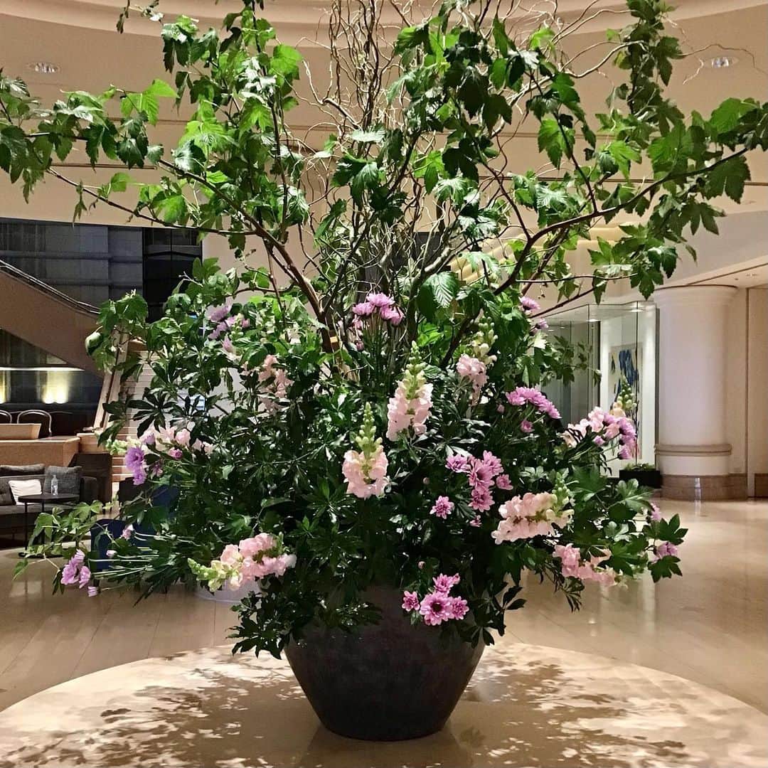 のインスタグラム：「ロビーでは美しい季節の生花がみなさまをお迎えしています。  今回は新年度らしく鮮やかなピンク色のスプレーマムピンク、スナップピンクというお花を中心とした春らしい生花です🌸 季節にあったお花をいけておりますので、 是非、四季折々のお花を楽しみにいらしてください。 皆様のお越しを心よりお待ちしております。  #ヨコハマグランドインターコンチネンタルホテル #みなとみらいホテル #生花 #intercontinentalyokohamagrand  #intercontinentalhotelyokohamagrand」