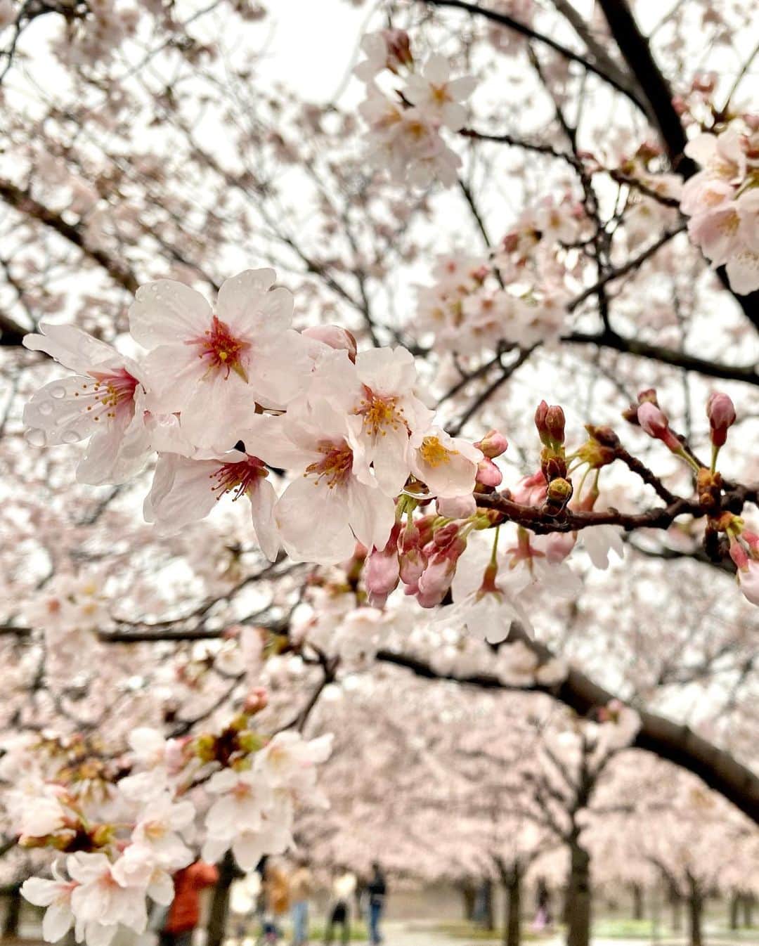 江川清音さんのインスタグラム写真 - (江川清音Instagram)「⁡ ななちゃんとたまたまお揃いのお洋服を 持っていてびっくり👀💭 ⁡ 一緒に着てお出かけしました〜💓💓 ⁡ ランチに猫カフェ、さくら広場へお散歩と やりたい事を全部やった感じ🥹🫶笑 ⁡ 2人だけでのお出かけは久しぶり！ ななちゃんどうもありがとう🥰♥️✨ ⁡ #ランチ #猫カフェ #さくら広場 #ウェザーニュースキャスター」4月18日 10時47分 - egawasayane