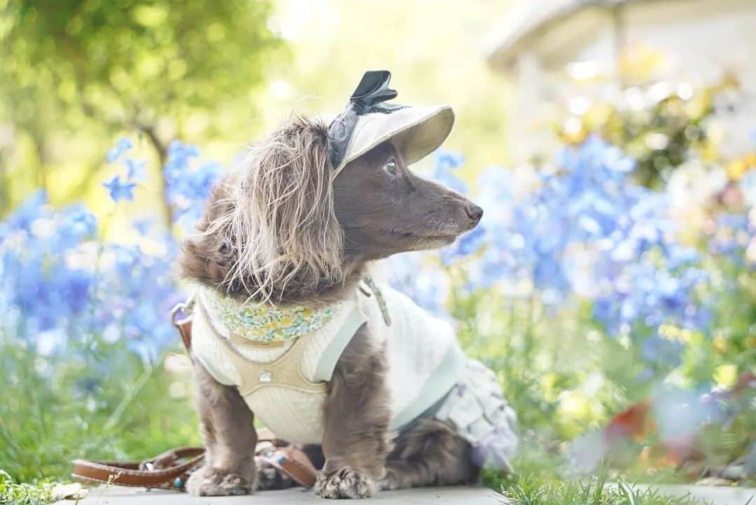 etsukoさんのインスタグラム写真 - (etsukoInstagram)「*⁡ ⁡2023.04.18⁡ ⁡不思議の国の……🐶？⁡ ⁡*⁡ ⁡*⁡ ⁡*⁡ ⁡🐶💬 『( ˙꒳​˙ )ﾜｹﾜｶﾒﾃﾞｽﾖ。母さんだけ テンション⤴︎⤴︎ですねぇ………。』⁡ ⁡*⁡ ⁡*⁡ ⁡*⁡ ⁡はい。⁡ ⁡不思議の国のアリス…ならぬ⁡ ⁡不思議の国のアロハ……てね😅‪‪⁡ ⁡おとぎの国感は 全くもって 出せてないのだけどね‪🤣‬⁡ ⁡アロハが可愛ければ それで良し☝⁡ ⁡*⁡ ⁡*⁡ ⁡*⁡ ⁡#あろまっぷ⁡ ⁡#アロハと花巡り2023⁡ ⁡#不思議の国のアロハ⁡ ⁡#素敵なGarden⁡ ⁡#ミニチュアダックスフンド⁡ ⁡#ミニチュアダックス⁡ ⁡#ダックスフンド⁡ ⁡#ダックス⁡ ⁡#チョコソリッド⁡ ⁡#チョコソリ⁡ ⁡#ソリッド⁡ ⁡#犬のいる暮らし⁡ ⁡#ワンコなしでは生きて行けません会 #シニア犬との暮らし⁡ ⁡#dogenic ⁡ ⁡#i_m_gallery ⁡ ⁡#dogwear_witchu ⁡ ⁡#east_dog_japan ⁡ ⁡#todayswanko ⁡ ⁡#wooftoday ⁡ ⁡#7pets_1day ⁡ ⁡#aloha⁡ ⁡#happy⁡ ⁡#alohahappy🐶⁡ ⁡#beautifuldays ⁡ ⁡#wonderfuldays ⁡ ⁡*⁡ ⁡*⁡ ⁡*⁡⁡ ⁡」4月18日 10時47分 - aloha_with_etsuko