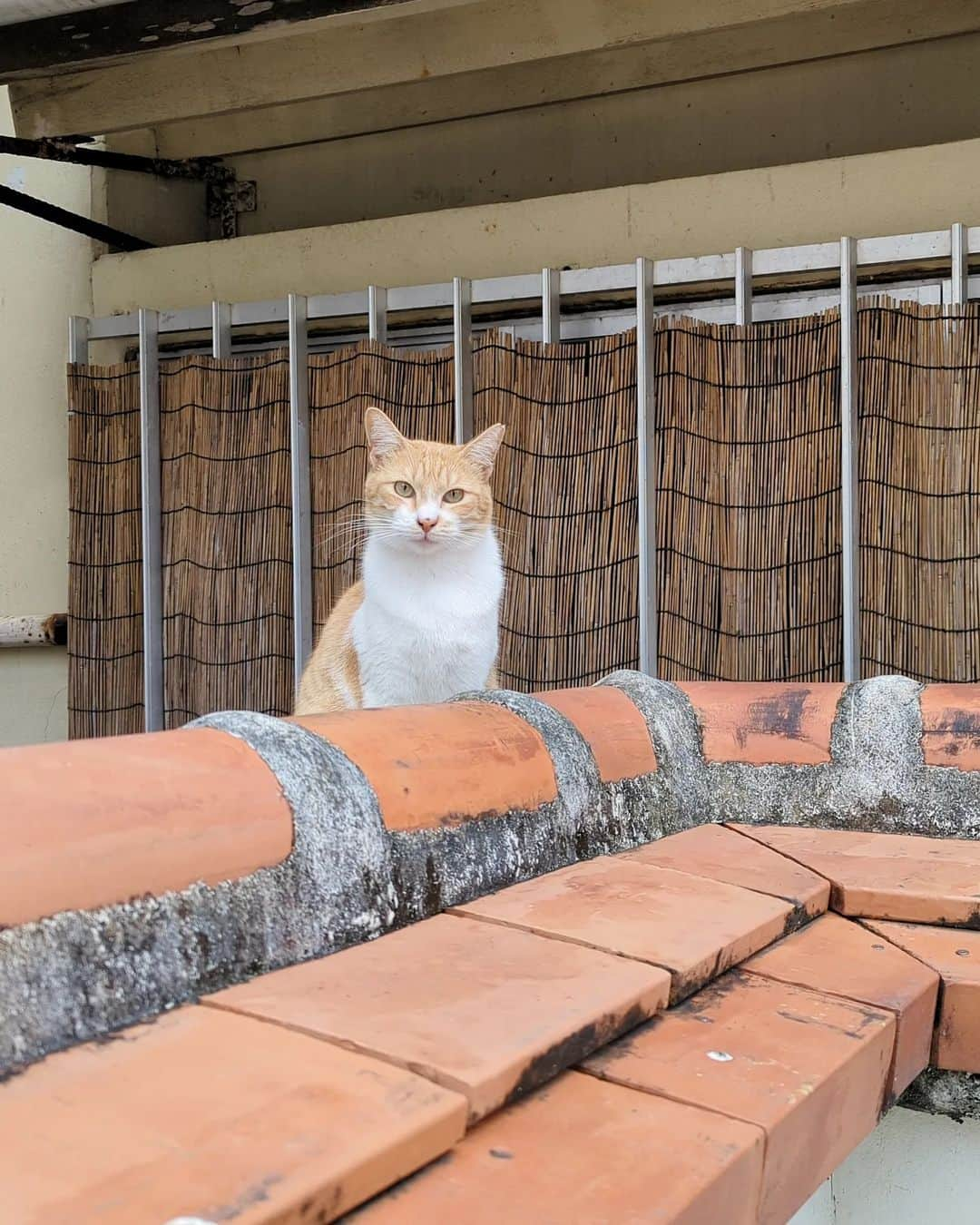 鍋島のぞみさんのインスタグラム写真 - (鍋島のぞみInstagram)「年始の沖縄滞在中、 ホテルに置かれていた琉球ガラスのコップに一目惚れして 急遽１日かけて沖縄食器巡りに。  行ったのは ・やちむん通り ・うるま陶器 @urumatouki ・glacitta   たくさんお買い物できた💙 やちむん通りとか１日居られる…！ってくらいわくわく。  うるま陶器のお店では その場でポチャン、ポチャン…って 陶器を液剤に漬けて色付けしてる所だったんだけど そのポチャンがなんとも言えない癒やしの音で いつか音のソノリティでやって欲しい。  そういえば琉球ガラスって ビールとかコーラの空瓶から作られているから はがし切れなかったラベルとかの不純物が入って 気泡が混入してるんだって。 本来、気泡はガラス製品としては欠点だけど、 琉球ガラスの個性として浸透していったとのこと。 世間がサステナサステナ言う前から しれっと取組まれてた沖縄らしいサステナブル。 #サステナ興味3年目 #琉球ガラス #うるま陶器」4月18日 10時58分 - nozominabeshima