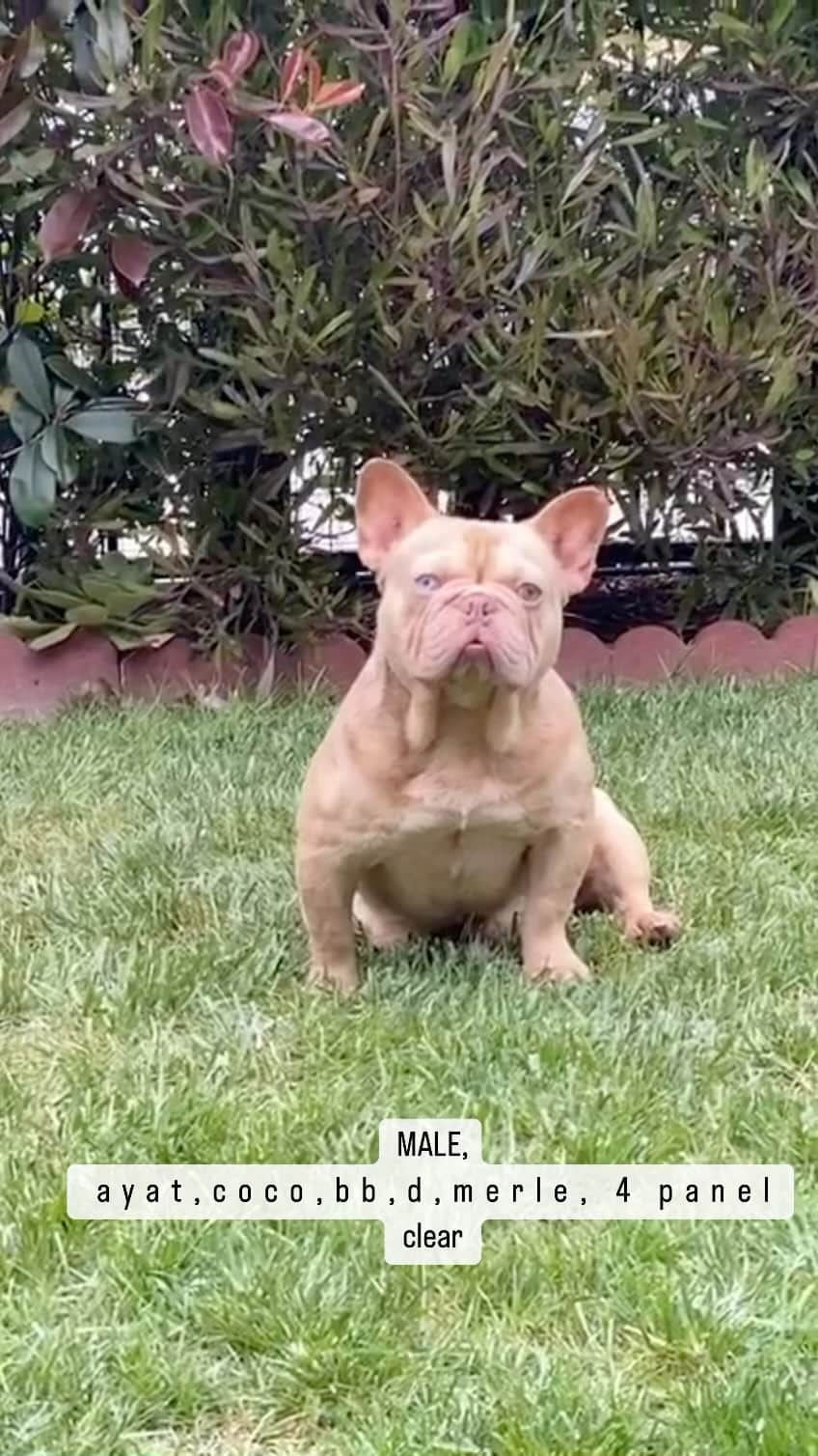 Oprahnbooのインスタグラム：「🏆Naruto, Rojo Boy🏆  #frenchies #frenchbulldog #frenchie #frenchiesofinstagram #dogsofinstagram #bulldog #frenchbulldogsofinstagram #Frenchbulldogs #frenchiesociety #bulldogs #frenchielife #love #Lamborghini #Ferrari #Porsche #Mercedes #dogsoftheworld #fluffyfrenchie  #tag #share」