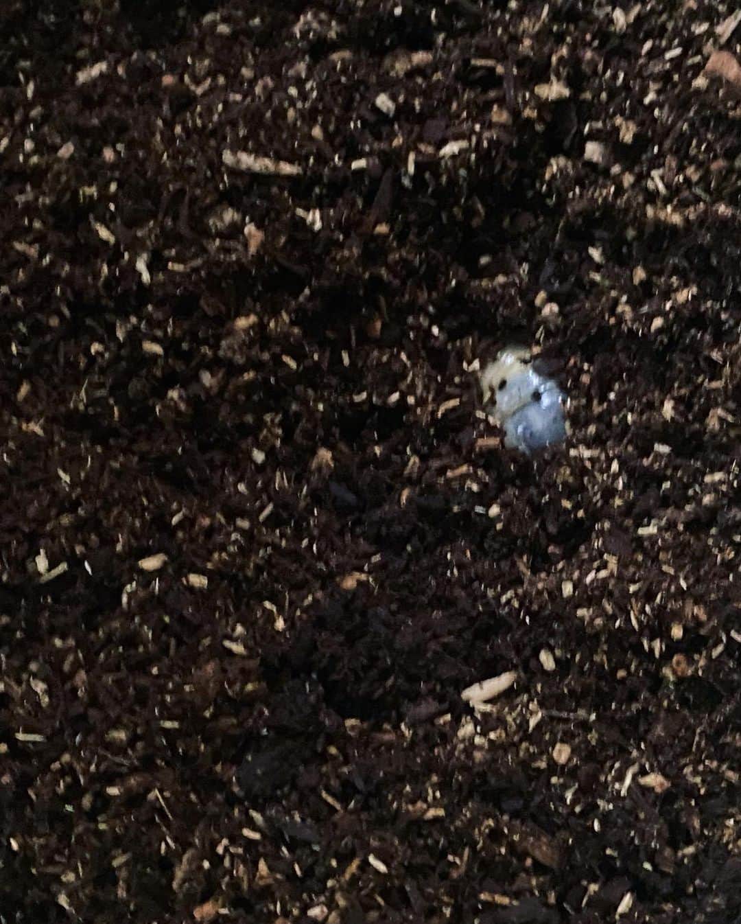 浅田芭路さんのインスタグラム写真 - (浅田芭路Instagram)「． みなさん、お元気ですか？ カブトムシの幼虫たちがさなぎになる前に、最後の土替えをしました！ (幼虫にがてな方は3枚目の写真注意してください💦) 弟が虫大好きで、カブトムシはおととしから飼育しています✨ 冬を越した幼虫は大きくなっていて、少しきいろっぽくて全然動いてない？と思ったけど、新しい土の上にのせると自分でもぐっていっておもしろかったです。 成虫になるのが楽しみです！！  #カブトムシ  #カブトムシ飼育  #カブトムシの幼虫  #弟は虫博士」4月18日 18時00分 - asada_halo__official