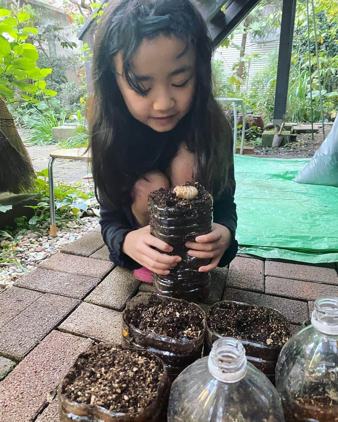 浅田芭路さんのインスタグラム写真 - (浅田芭路Instagram)「． みなさん、お元気ですか？ カブトムシの幼虫たちがさなぎになる前に、最後の土替えをしました！ (幼虫にがてな方は3枚目の写真注意してください💦) 弟が虫大好きで、カブトムシはおととしから飼育しています✨ 冬を越した幼虫は大きくなっていて、少しきいろっぽくて全然動いてない？と思ったけど、新しい土の上にのせると自分でもぐっていっておもしろかったです。 成虫になるのが楽しみです！！  #カブトムシ  #カブトムシ飼育  #カブトムシの幼虫  #弟は虫博士」4月18日 18時00分 - asada_halo__official