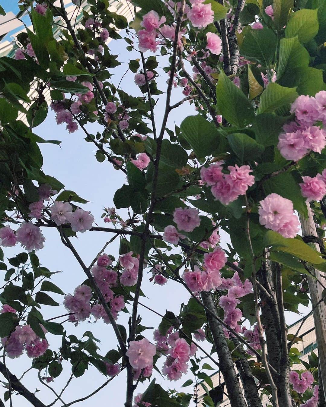 のインスタグラム：「最近の記録・時系列バラバラ✏︎  前は何の気なしにその日撮った写真とか載せてたけど、あれこれ考えて気がついたら更新頻度落ちてしまった時期もあって💭  SNSはマメな方だったからもどかしいなあって気持ちで過ごしてました🫢  カメラロールの中にはたっくさん愛おしい記憶が積み重なっていって、見返すだけで幸せな気持ちになってます🫶🏻💐  変わらず元気くれる皆様のお陰でSNS続けられてます。 ありがとうございます🪄 これからも見守っていただけると嬉しいです🪞」