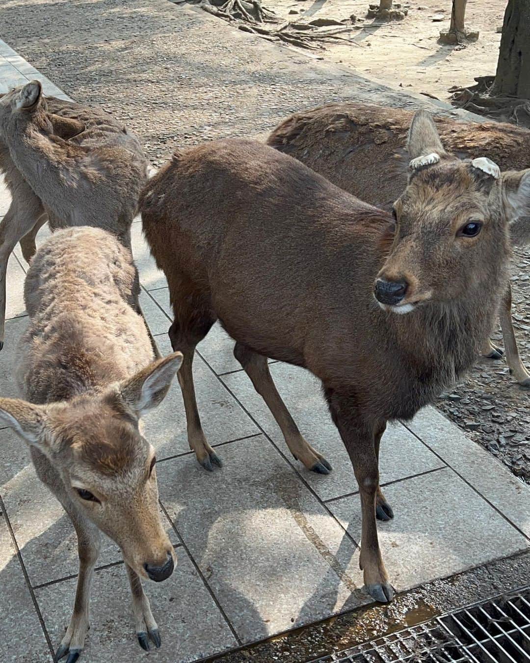 なっちゃんさんのインスタグラム写真 - (なっちゃんInstagram)「something scary いざいざ奈良。鹿がその辺にちいかわみたいな顔して立ってる（しかも束になって襲ってくる）の怖かった。  #奈良 #奈良観光 #奈良公園 #東大寺 #鹿 #国内旅行 #旅行 #旅行好きな人と繋がりたい #旅行記 #ひとり旅 #一人旅 #一人旅女子 #バイク女子 #nara #japantravel #deer」4月18日 11時48分 - bored_motor