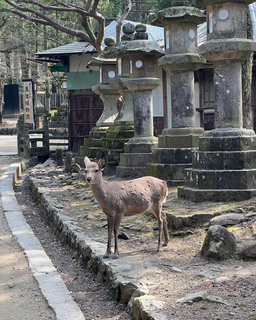 なっちゃんさんのインスタグラム写真 - (なっちゃんInstagram)「something scary いざいざ奈良。鹿がその辺にちいかわみたいな顔して立ってる（しかも束になって襲ってくる）の怖かった。  #奈良 #奈良観光 #奈良公園 #東大寺 #鹿 #国内旅行 #旅行 #旅行好きな人と繋がりたい #旅行記 #ひとり旅 #一人旅 #一人旅女子 #バイク女子 #nara #japantravel #deer」4月18日 11時48分 - bored_motor
