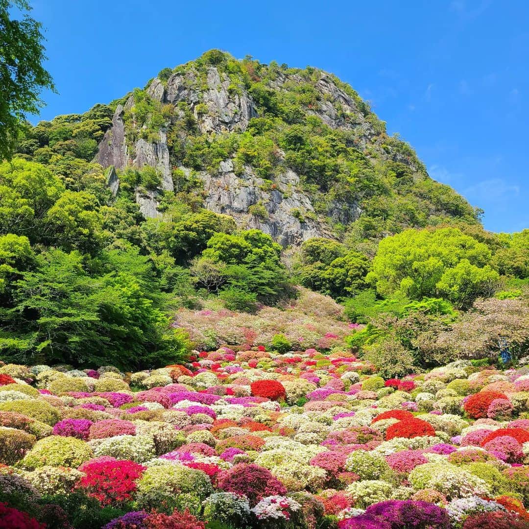 旅行比較サイト・トラベルコ 理想の旅を、いちばん安く。のインスタグラム：「#御船山楽園 / 佐賀  国の登録記念物にも登録されている「御船山楽園」。 かつての武雄領主・鍋島茂義が別荘として1845年に完成させました🌼 15万坪もの広さを持つ大庭園は、春になると20万本のツツジが咲き乱れカラフルな絨毯を敷き詰めたような絶景が広がります✨  同じ時期に見頃を迎える推定樹齢170年の大藤も必見ですよ😉  ●花まつり 期間：4月3日(月)～5月7日(日)まで ※最新情報は御船山楽園公式サイトにてご確認ください ━━━━━━━━━━━ 📍 #御船山楽園 （佐賀県武雄市） ━━━━━━━━━━━ 御船山楽園の詳しいスポット情報はこちら👇 https://www.tour.ne.jp/j_spot/130828/  Photo: @chocolat_holic1595 さん 素敵な写真をありがとうございます💛  ********** あなたが旅先で出合った素敵な風景に #トラベルコ または #travelko をつけて投稿してみてください📷 こちらのアカウントで紹介させていただくかも！  投稿を見て「行きたい！」と思ったら保存でクリップ。 フォロー＆いいねもお願いします🌟  ********** 国内海外1500以上の旅行サイトをまとめて比較！ 旅行の最安値を探すなら「トラベルコ」  プロフィール欄のURLから早速検索🔍 @travelko_official  #佐賀県 #佐賀観光 #武雄市 #花まつり #御船山楽園花まつり #御船山楽園ホテル #saga #国内旅行 #日本の絶景 #japantrip #japantravel #絶景 #フォトジェニック #ファインダー越しの私の世界 #誰かに見せたい景色 #旅行好きな人と繋がりたい #写真好きな人と繋がりたい #女子旅 #一人旅 #旅行好き #旅 #旅行 #観光 #trip #travelko #トラベルコ」