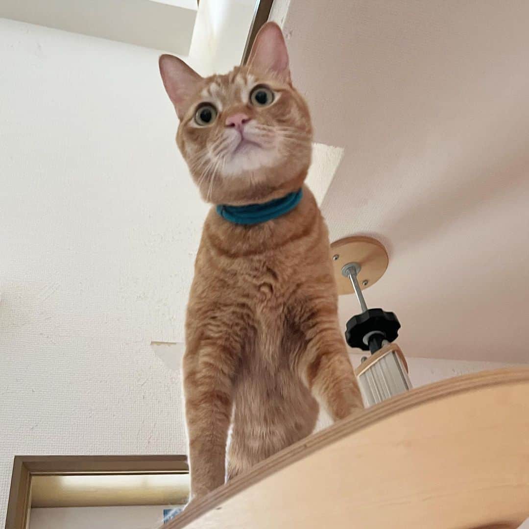 Nahoさんのインスタグラム写真 - (NahoInstagram)「お父さんが来たので逃げるこはくん。 気軽に撫でさせてくれないこはくん。  そんなこはくんはもうすぐ3歳のお誕生日です。  #いつ懐いてくれるの #物心つく前からお世話してるのに #KOHAKU#茶トラ#catoftheday #instacat_meows  #ねこ部 #냥스타그램 #캣스타그램 #cat #猫 #ネコ #ねこ #고양이  #catlover #instacat #cutecat #catstagram #lovecat #CAT」4月18日 12時26分 - komakotakoyukotekoha