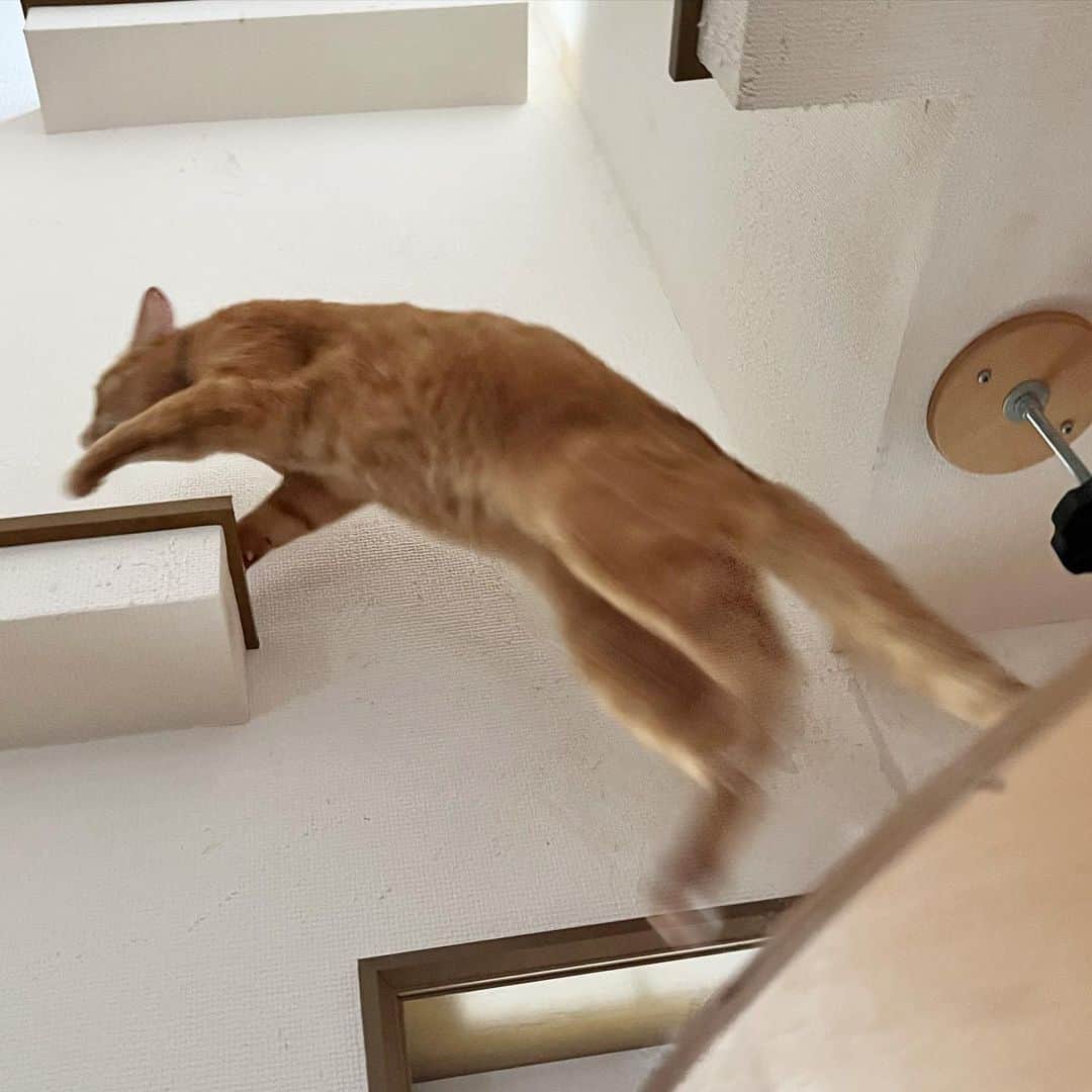 Nahoさんのインスタグラム写真 - (NahoInstagram)「お父さんが来たので逃げるこはくん。 気軽に撫でさせてくれないこはくん。  そんなこはくんはもうすぐ3歳のお誕生日です。  #いつ懐いてくれるの #物心つく前からお世話してるのに #KOHAKU#茶トラ#catoftheday #instacat_meows  #ねこ部 #냥스타그램 #캣스타그램 #cat #猫 #ネコ #ねこ #고양이  #catlover #instacat #cutecat #catstagram #lovecat #CAT」4月18日 12時26分 - komakotakoyukotekoha