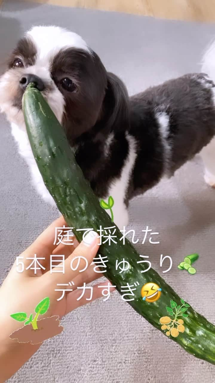 madebyayaのインスタグラム：「きゅうり豊作🥒   #家庭菜園  #きゅうり  #畑のある暮らし  #畑仕事  #庭  #沖縄  #シーズー  #初心者  #手仕事  #手仕事のある暮らし  #手作り  #野菜  #ハンドメイド」