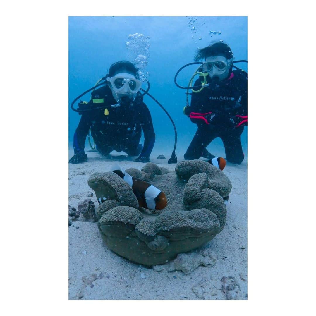 森田真以さんのインスタグラム写真 - (森田真以Instagram)「🐠 人生2度目のスキューバダイビング🤿 というのも、秋に一度沖縄にファンダイビングに行っていました👙  初めて海底の砂浜に足をつけて、 海面を見上げた時の感動がどうしても忘れられませんでした  聴こえるのは自分の呼吸の音、見えるのは水族館でしか見たことが なかった綺麗で美しいサンゴ礁と可愛いお魚たち𓈒𓏸🐠🪸  ライセンスが欲しくて12月末の極寒の沖縄の海へ🥶笑 船の上で一生震えてたのもいい思い出🤪  ちょうどクリスマスシーズンで海底にはクリスマスツリーが🎄.* こんなロマンチックな事あるんだって感動&びっくり🤣  優しいインストラクターさんたちに助けられながら、 無事にPADI OPEN WATER DIVER取得できました✌🏻💮 海の中でマスク外して付け直すマスク脱着怖すぎたけど、 できた時の達成感といったらもう🥹  今度はアドバンス取りに行く〜🙌🏻💕  人生は短くて1度きり もっと地球で遊ばななくては！！！  今更な投稿でした🙈❤️ Special thanks @blue_seek   #dive #diving #sea #ocean #okinawa #padi #openwater #bikini #underthesea #blue #ダイビング #スキューバダイビング #ダイビング女子 #ダイビング好きな人と繋がりたい #沖縄 #沖縄旅行 #珊瑚 #海 #ビキニ #沖縄ダイビング #👙 #🐠 #🤿」4月18日 18時06分 - morita_mai
