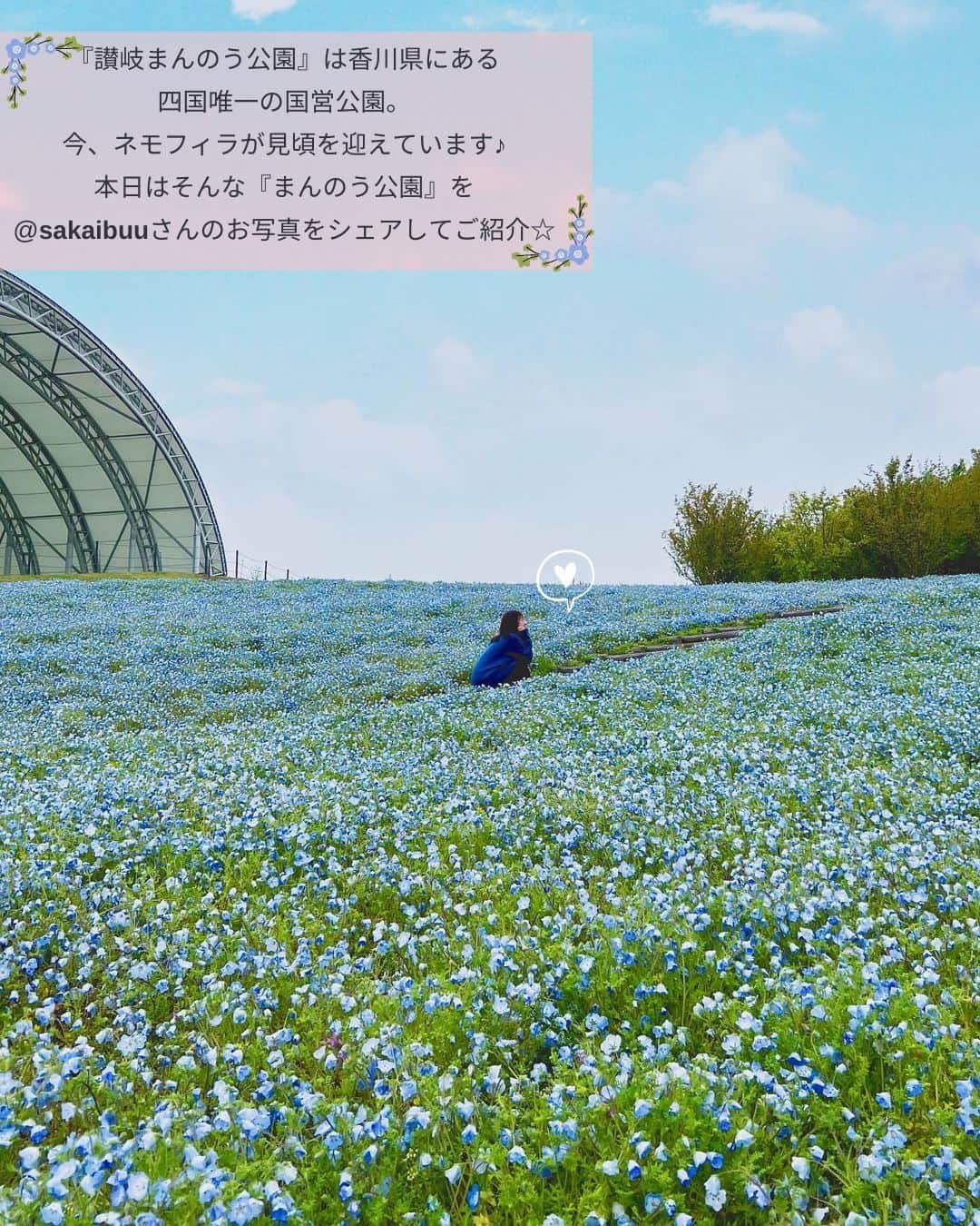 タビジョさんのインスタグラム写真 - (タビジョInstagram)「他のスポットはここから👉@tabi_jyo  香川県『讃岐まんのう公園』 本日の #タビジョ は ／ @sakaibuu さんの投稿をシェア💛💙 ＼  ☻︎☻︎✈︎✈︎✈︎✈︎✈︎✈︎✈︎✈︎✈︎✈︎☻︎☻︎  香川県にある四国唯一の国営公園 『讃岐まんのう公園』をご存知ですか？ 今、ネモフィラが一番見頃だそうです✨ みんなも日本各地のネモフィラ情報を タグ付けして教えてね💗  ☻︎☻︎✈︎✈︎✈︎✈︎✈︎✈︎✈︎✈︎✈︎✈︎☻︎☻︎  @tabi_jyo アカウントでは旅先の新たな魅力を発信中✨ スポットや写真の撮り方の参考におすすめ💛 レポーター募集などはアカウントから配信しているよ👭 気になる方はフォローしてね🌈  #タビジョ #旅行 #tabijyo #国内旅行 #tabijyomap_japan #香川県 #讃岐まんのう公園 #まんのう公園 #香川旅行 #四国旅行 #ネモフィラ #ネモフィラ畑」4月18日 18時00分 - tabi_jyo
