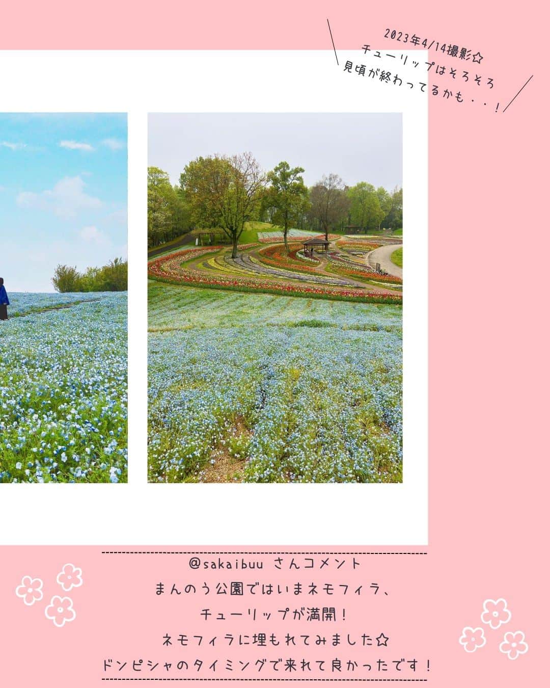 タビジョさんのインスタグラム写真 - (タビジョInstagram)「他のスポットはここから👉@tabi_jyo  香川県『讃岐まんのう公園』 本日の #タビジョ は ／ @sakaibuu さんの投稿をシェア💛💙 ＼  ☻︎☻︎✈︎✈︎✈︎✈︎✈︎✈︎✈︎✈︎✈︎✈︎☻︎☻︎  香川県にある四国唯一の国営公園 『讃岐まんのう公園』をご存知ですか？ 今、ネモフィラが一番見頃だそうです✨ みんなも日本各地のネモフィラ情報を タグ付けして教えてね💗  ☻︎☻︎✈︎✈︎✈︎✈︎✈︎✈︎✈︎✈︎✈︎✈︎☻︎☻︎  @tabi_jyo アカウントでは旅先の新たな魅力を発信中✨ スポットや写真の撮り方の参考におすすめ💛 レポーター募集などはアカウントから配信しているよ👭 気になる方はフォローしてね🌈  #タビジョ #旅行 #tabijyo #国内旅行 #tabijyomap_japan #香川県 #讃岐まんのう公園 #まんのう公園 #香川旅行 #四国旅行 #ネモフィラ #ネモフィラ畑」4月18日 18時00分 - tabi_jyo