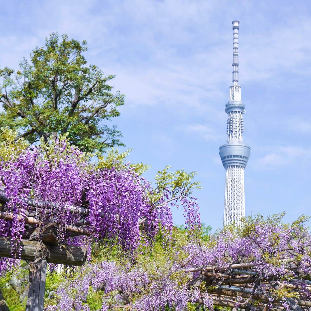 ことりっぷさんのインスタグラム写真 - (ことりっぷInstagram)「東京では「亀戸天神社」の藤が満開です♪  東京一の藤の名所として知られている「亀戸天神社」。 50株以上の藤が一斉に開花し、太鼓橋の朱色と藤色のコントラストが、神苑を華やかに彩ります。  今年は藤も例年より早く、今ちょうど見ごろを迎えていますよ（写真は先週の様子です）。  4月15日からは境内で「藤まつり」も開催中。 夜になると藤棚のライトアップが行われ、昼とはまた違う幻想的な風景を楽しむことができます。 ----- #亀戸天神社 @kameidotenjinsha_official  -----  詳しくは、ことりっぷwebでご紹介しています。 プロフィールのURL、またはストーリーズからご覧くださいね。 @cotrip_official  #ことりっぷ #ことりっぷweb #東京 #亀戸 #藤 #藤まつり #東京スカイツリー #cotrip #tokyo #kameidotenjinsha #visitjapan」4月18日 18時00分 - cotrip_official