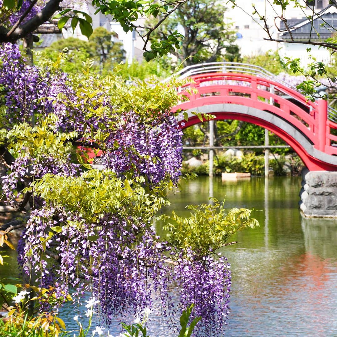 ことりっぷさんのインスタグラム写真 - (ことりっぷInstagram)「東京では「亀戸天神社」の藤が満開です♪  東京一の藤の名所として知られている「亀戸天神社」。 50株以上の藤が一斉に開花し、太鼓橋の朱色と藤色のコントラストが、神苑を華やかに彩ります。  今年は藤も例年より早く、今ちょうど見ごろを迎えていますよ（写真は先週の様子です）。  4月15日からは境内で「藤まつり」も開催中。 夜になると藤棚のライトアップが行われ、昼とはまた違う幻想的な風景を楽しむことができます。 ----- #亀戸天神社 @kameidotenjinsha_official  -----  詳しくは、ことりっぷwebでご紹介しています。 プロフィールのURL、またはストーリーズからご覧くださいね。 @cotrip_official  #ことりっぷ #ことりっぷweb #東京 #亀戸 #藤 #藤まつり #東京スカイツリー #cotrip #tokyo #kameidotenjinsha #visitjapan」4月18日 18時00分 - cotrip_official