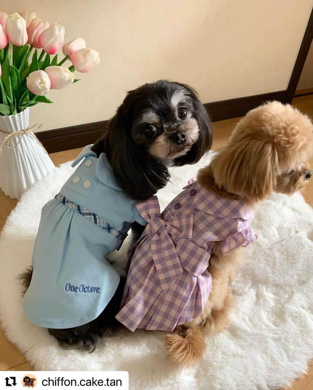 Caluluさんのインスタグラム写真 - (CaluluInstagram)「One Octaveのギンガムチェックワンピを着て頂きました💗  とっても可愛いです😍ギンガムチェックがお似合いですよ🌷  リボンやフリルのデザインでより女の子らしくなりますね🎀  もずくちゃんと一緒に、沢山着て頂けると嬉しいです👗  #Repost @chiffon.cake.tan with @use.repost ・・・ @calulu_dogwear さまの 2023春夏新商品プレゼント 当選しました😆 ありがとうございます💗  シフォン（約1.3キロ）着用は ONE OCTAVE  ギンガムチェックワンピ　 ピンク XS  女の子らしいデザインで お色も春らしくて ボックスタイプのプリーツが めちゃオシャレ☺️ こちらもボタン部分が マジックテープで着せやすいです。 はやくお出かけしたいなぁ 次回動画撮ってみよかな😆  #カルル　#カルルドッグウェア #カルルわんこの会  #チワプー　#ちわぷー #いぬすたぐらむ　#dogsofinstagram  #dogstagram  #いぬのいる暮らし #犬ファッション　#oneoctave #oneoctave犬服 #ワンオクターブ #ワンオクターブ犬服 #オシャレわんこ #わんこコーデ #わんこファッション #わんこのいる生活 #犬のお洋服」4月18日 18時07分 - calulu_dogwear