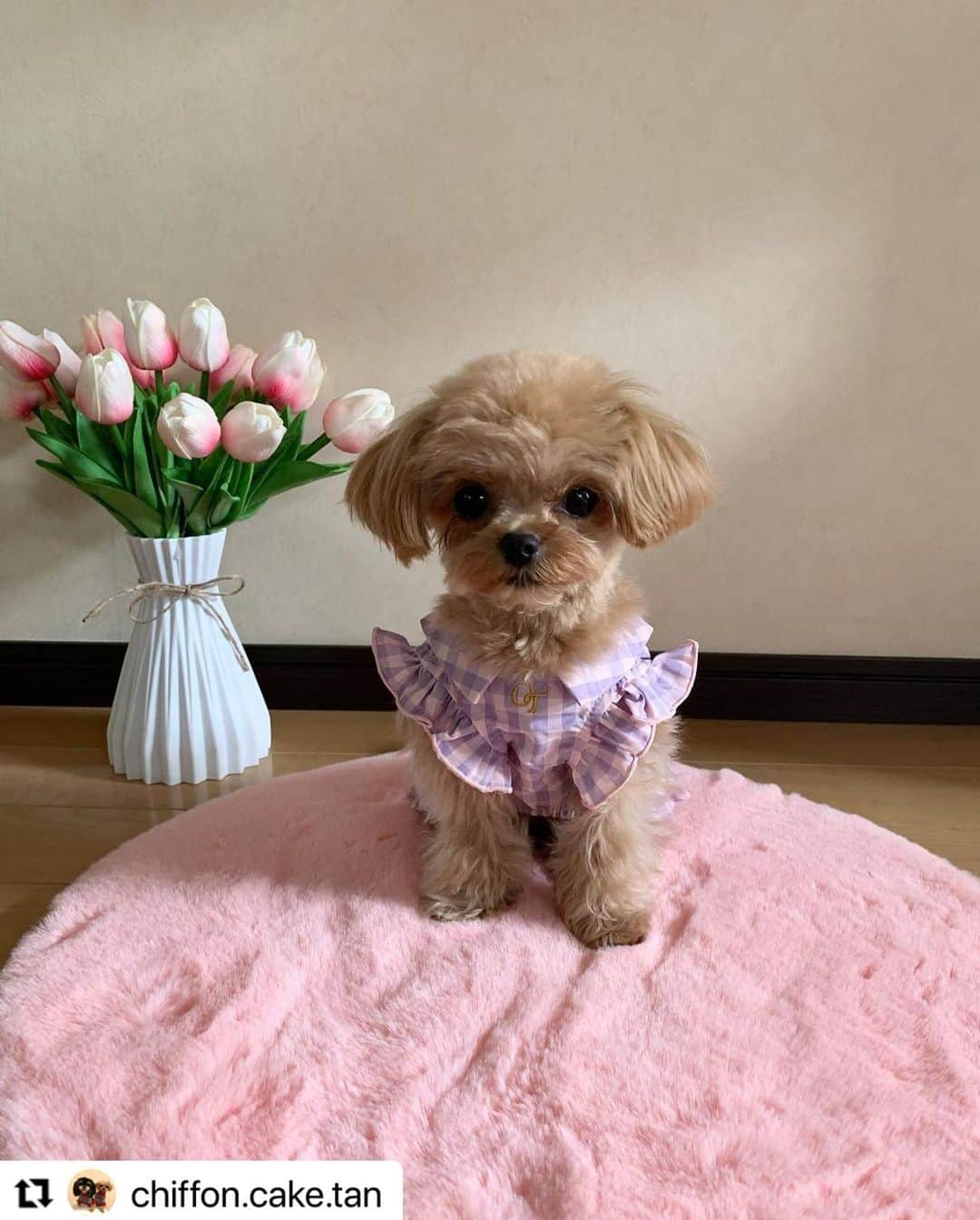 Caluluさんのインスタグラム写真 - (CaluluInstagram)「One Octaveのギンガムチェックワンピを着て頂きました💗  とっても可愛いです😍ギンガムチェックがお似合いですよ🌷  リボンやフリルのデザインでより女の子らしくなりますね🎀  もずくちゃんと一緒に、沢山着て頂けると嬉しいです👗  #Repost @chiffon.cake.tan with @use.repost ・・・ @calulu_dogwear さまの 2023春夏新商品プレゼント 当選しました😆 ありがとうございます💗  シフォン（約1.3キロ）着用は ONE OCTAVE  ギンガムチェックワンピ　 ピンク XS  女の子らしいデザインで お色も春らしくて ボックスタイプのプリーツが めちゃオシャレ☺️ こちらもボタン部分が マジックテープで着せやすいです。 はやくお出かけしたいなぁ 次回動画撮ってみよかな😆  #カルル　#カルルドッグウェア #カルルわんこの会  #チワプー　#ちわぷー #いぬすたぐらむ　#dogsofinstagram  #dogstagram  #いぬのいる暮らし #犬ファッション　#oneoctave #oneoctave犬服 #ワンオクターブ #ワンオクターブ犬服 #オシャレわんこ #わんこコーデ #わんこファッション #わんこのいる生活 #犬のお洋服」4月18日 18時07分 - calulu_dogwear