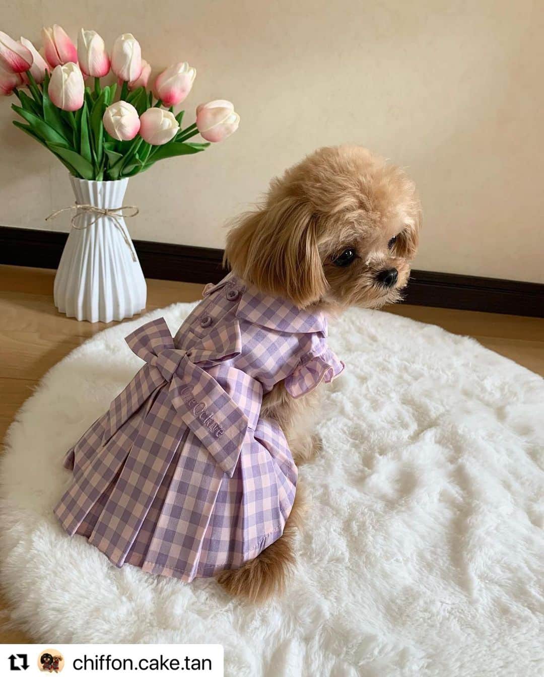 Caluluさんのインスタグラム写真 - (CaluluInstagram)「One Octaveのギンガムチェックワンピを着て頂きました💗  とっても可愛いです😍ギンガムチェックがお似合いですよ🌷  リボンやフリルのデザインでより女の子らしくなりますね🎀  もずくちゃんと一緒に、沢山着て頂けると嬉しいです👗  #Repost @chiffon.cake.tan with @use.repost ・・・ @calulu_dogwear さまの 2023春夏新商品プレゼント 当選しました😆 ありがとうございます💗  シフォン（約1.3キロ）着用は ONE OCTAVE  ギンガムチェックワンピ　 ピンク XS  女の子らしいデザインで お色も春らしくて ボックスタイプのプリーツが めちゃオシャレ☺️ こちらもボタン部分が マジックテープで着せやすいです。 はやくお出かけしたいなぁ 次回動画撮ってみよかな😆  #カルル　#カルルドッグウェア #カルルわんこの会  #チワプー　#ちわぷー #いぬすたぐらむ　#dogsofinstagram  #dogstagram  #いぬのいる暮らし #犬ファッション　#oneoctave #oneoctave犬服 #ワンオクターブ #ワンオクターブ犬服 #オシャレわんこ #わんこコーデ #わんこファッション #わんこのいる生活 #犬のお洋服」4月18日 18時07分 - calulu_dogwear