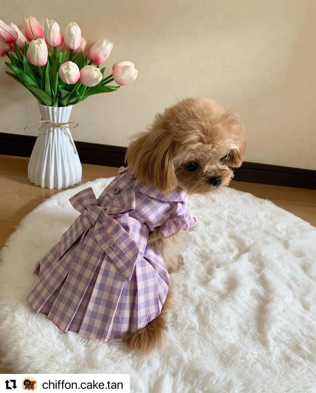 Caluluさんのインスタグラム写真 - (CaluluInstagram)「One Octaveのギンガムチェックワンピを着て頂きました💗  とっても可愛いです😍ギンガムチェックがお似合いですよ🌷  リボンやフリルのデザインでより女の子らしくなりますね🎀  もずくちゃんと一緒に、沢山着て頂けると嬉しいです👗  #Repost @chiffon.cake.tan with @use.repost ・・・ @calulu_dogwear さまの 2023春夏新商品プレゼント 当選しました😆 ありがとうございます💗  シフォン（約1.3キロ）着用は ONE OCTAVE  ギンガムチェックワンピ　 ピンク XS  女の子らしいデザインで お色も春らしくて ボックスタイプのプリーツが めちゃオシャレ☺️ こちらもボタン部分が マジックテープで着せやすいです。 はやくお出かけしたいなぁ 次回動画撮ってみよかな😆  #カルル　#カルルドッグウェア #カルルわんこの会  #チワプー　#ちわぷー #いぬすたぐらむ　#dogsofinstagram  #dogstagram  #いぬのいる暮らし #犬ファッション　#oneoctave #oneoctave犬服 #ワンオクターブ #ワンオクターブ犬服 #オシャレわんこ #わんこコーデ #わんこファッション #わんこのいる生活 #犬のお洋服」4月18日 18時07分 - calulu_dogwear