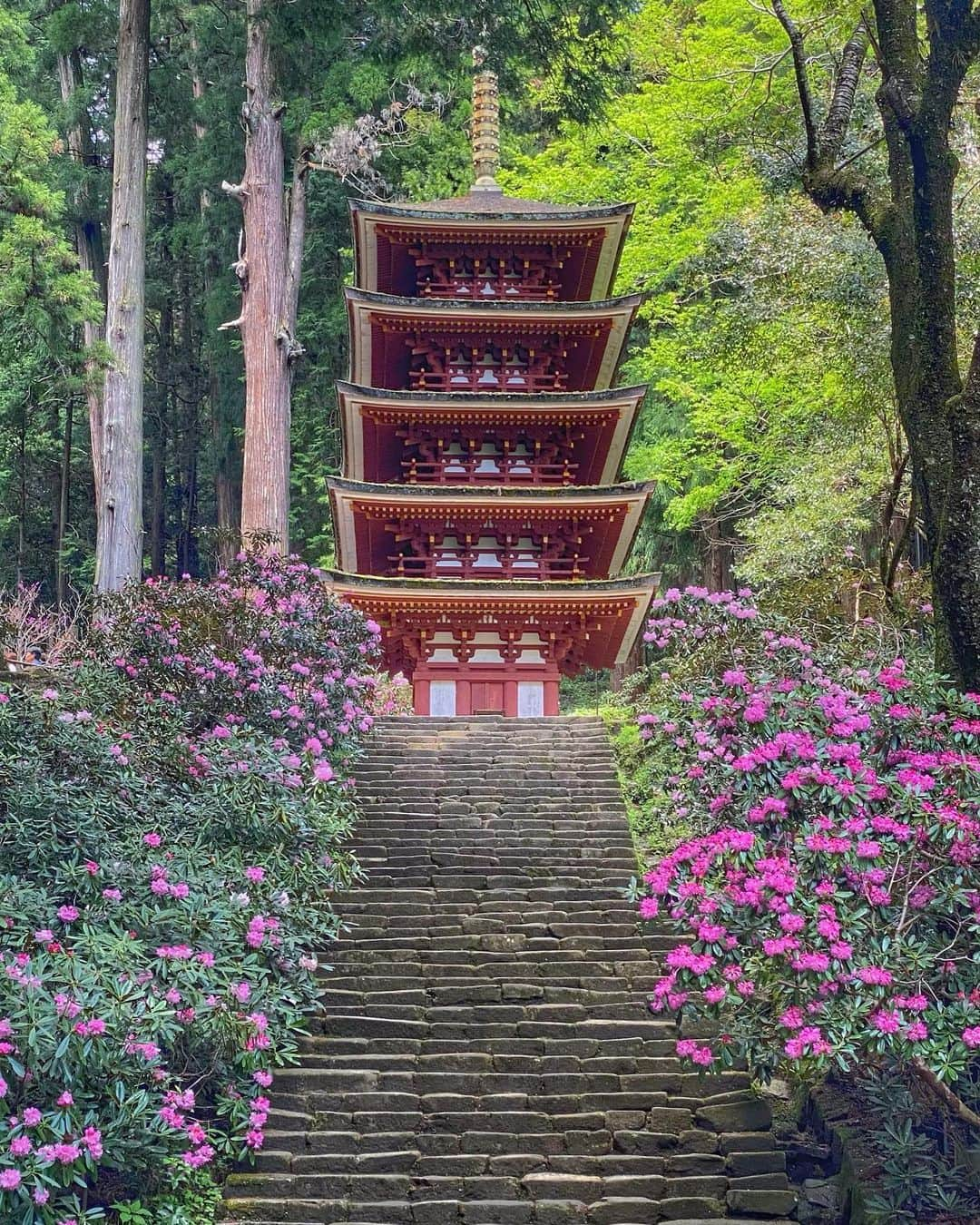 hama_aki_pppさんのインスタグラム写真 - (hama_aki_pppInstagram)「奈良県宇陀市　女人高野室生寺  Location Nara Japan   2023.04.16   もういっちよ室生寺の石楠花  #神社仏閣　 #わたしは奈良派  #奈良県景観資産　　 #室生寺  #石楠花  #beautiful_kansai  #visitjapanjp  #j_flower_shots  #flyjal #おとな旅プレミアム  #こころから  #sorakataphoto  #jalan_travel  #japanese_gardens  #otonatabi_japan  #histrip_japan  #日本の美しい花風景  #誰かに見せたい花  #絶景事典  #loves_united_flora  #anaタビキブン  #ptk_japan  #cooljapanvideos  #marvelous_shotz  #japanesetemple  #japanesegarden  #raw_japan  #deaf_b_j_  #iphonephotography  #team_jp_flower」4月18日 18時05分 - hama_aki_ppp