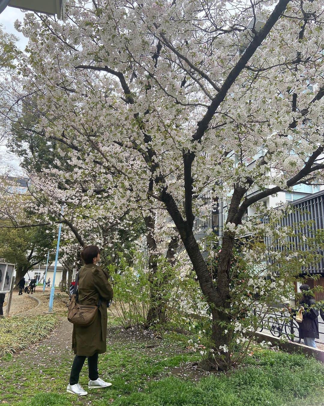 リュ・スヨンさんのインスタグラム写真 - (リュ・スヨンInstagram)「. 서늘한 #날씨에 지난달 #벚꽃생각   🌸」4月18日 12時43分 - suyoung_ryu