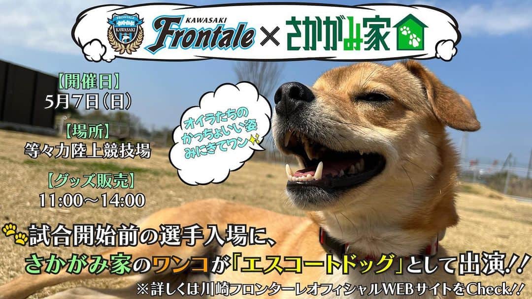 坂上忍のインスタグラム：「🌟さかがみ家出演情報🌟  【川崎フロンターレ×さかがみ家】  【開催日】 5月7日(日)  【場所】 等々力陸上競技場  【グッズ販売】 11:00〜14:00 ※入場無料  【ワンコの出演】 14:50ごろ ※観覧には当日の観戦チケットが必要となります。  【KICK OFF】 15:00  🌟試合開始前の選手入場に、 さかがみ家のワンコが 「エスコートドッグ」として出演！！！ 　※詳しくは、 川崎フロンターレオフィシャルwebサイトをCheck！！！  みなさまのご来場、 心よりお待ちしております！！🔥  ===============  名前：文太 年齢：推定2才 性別：男の子 犬種：MIX 趣味：思いっきり遊ぶ  Name :  Bunta Age : About 2 Gender : Boy Breed : Mix Hobby : Playing a lot   #さかがみ家 #保護犬 #保護猫 #里親募集中 #犬#猫#かわいい #dog #cat #animals #nature #animallover #pets #cute #adaptable #dogs #cats #instaanimals #adaption #rescuedogs #rescuecats #puppy #kitten #japan #animalshelter」