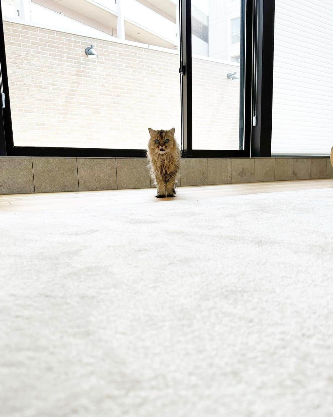 兄弟猫と私と夫の2トムのまいにちさんのインスタグラム写真 - (兄弟猫と私と夫の2トムのまいにちInstagram)「そこにいるだけで可愛い まめおー！まめおー！  #cat#cats#catstagram#catstagram_japan#instacat#cutecat#cutepetclub#bestcats#world_kawaii_cat#catoftheday#meow#bestmeow#TheDailyKitten#ねこ#ネコ#猫#ねこ部#ふわもこ部#pecoねこ部#みんねこ#チンチラ#チンチラゴールデン#チンチラシルバー#ペルシャ#みぃ豆」4月18日 13時01分 - maamiff