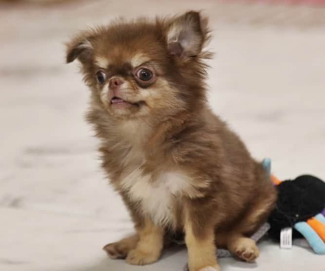 犬小屋??のインスタグラム：「今日のだんな様❤️ 誕生から106日め👍 換毛期に突入！ どんどん抜けて、もっさり生えてくだされ！ 動画は、トイレのご褒美おやつ。 鼻くそくらい小さいの大切に噛みしめて食べてます（笑）  #chihuahua  #chihuahualife  #チワワ #チワワ大好き  #チワワ多頭飼い  #チワワパピー #ちわすたぐらむ  #ちわわ大好き  #canon  #canon_photos  #ファインダー越しの私の世界  #だんなすたぐらむ  #キンダーガーテンアミ」