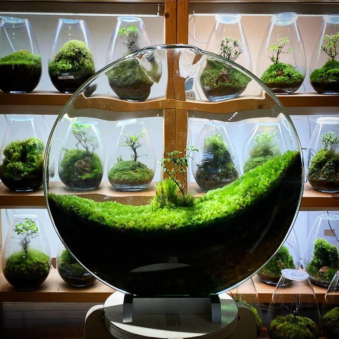 のインスタグラム：「Mosslight   #mosslight #モスライト  #terarium#テラリウム #moss#苔#コケ#bryophyte #bryophytes  #ミニ盆栽#bonsaitree #paludariums #パルダリウム #terrariums#terariums #terariumdesign #terrariumsdesigns」