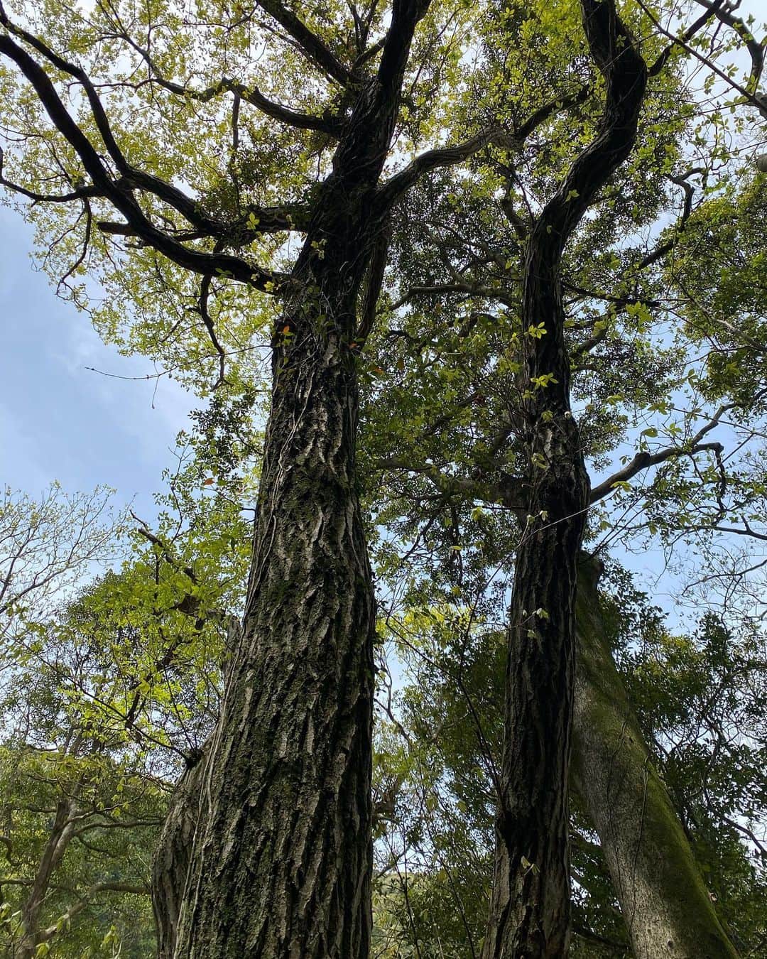 寺川奈津美さんのインスタグラム写真 - (寺川奈津美Instagram)「こうやってどんぐりから芽が出て… 木になるってなんか感動。 #どんぐり #コナラの木 #下関 #みさか自然の森」4月18日 14時22分 - natumikannnn