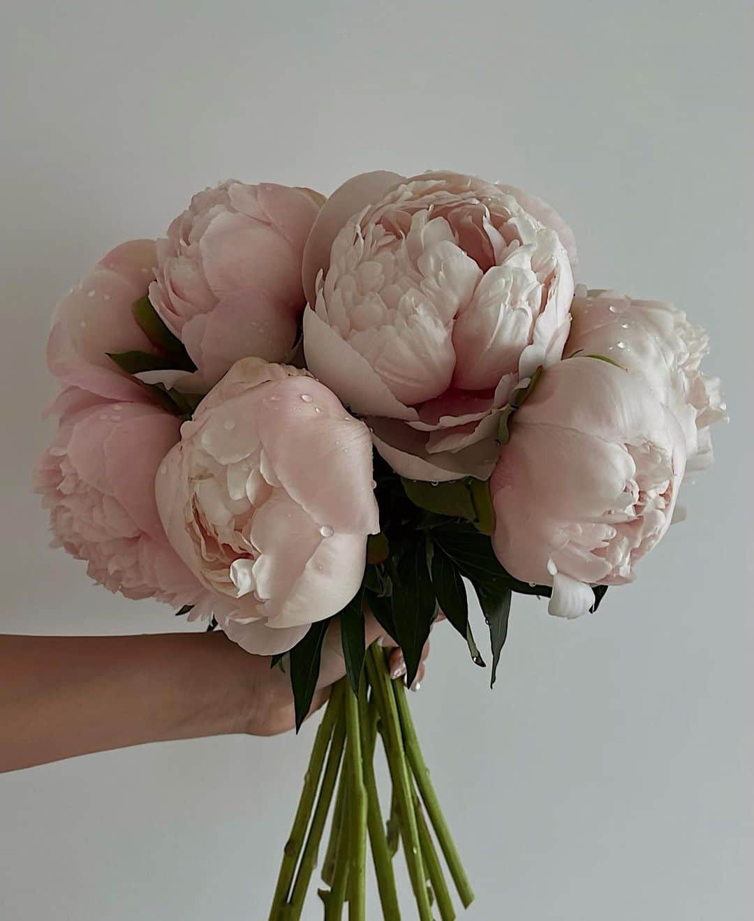NIJIKOのインスタグラム：「芍薬𓂃🤍🤍🤍 ⁡ 〝はにかみ〟☺︎。 ⁡ 蕾〜満開になるまでを楽しめる芍薬。 ちょうど良い感じに開いてきたので 花瓶をお引越し🫗❤︎  thank you... @posy_fleur_atelier」