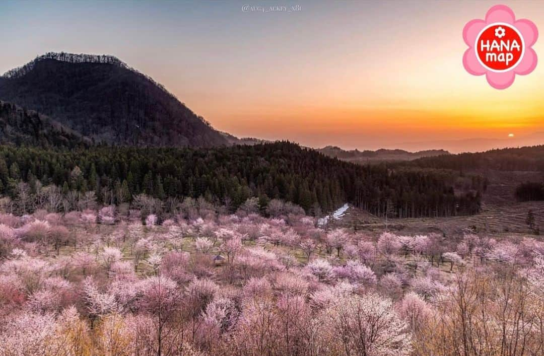 はなまっぷ❁日本の花風景のインスタグラム