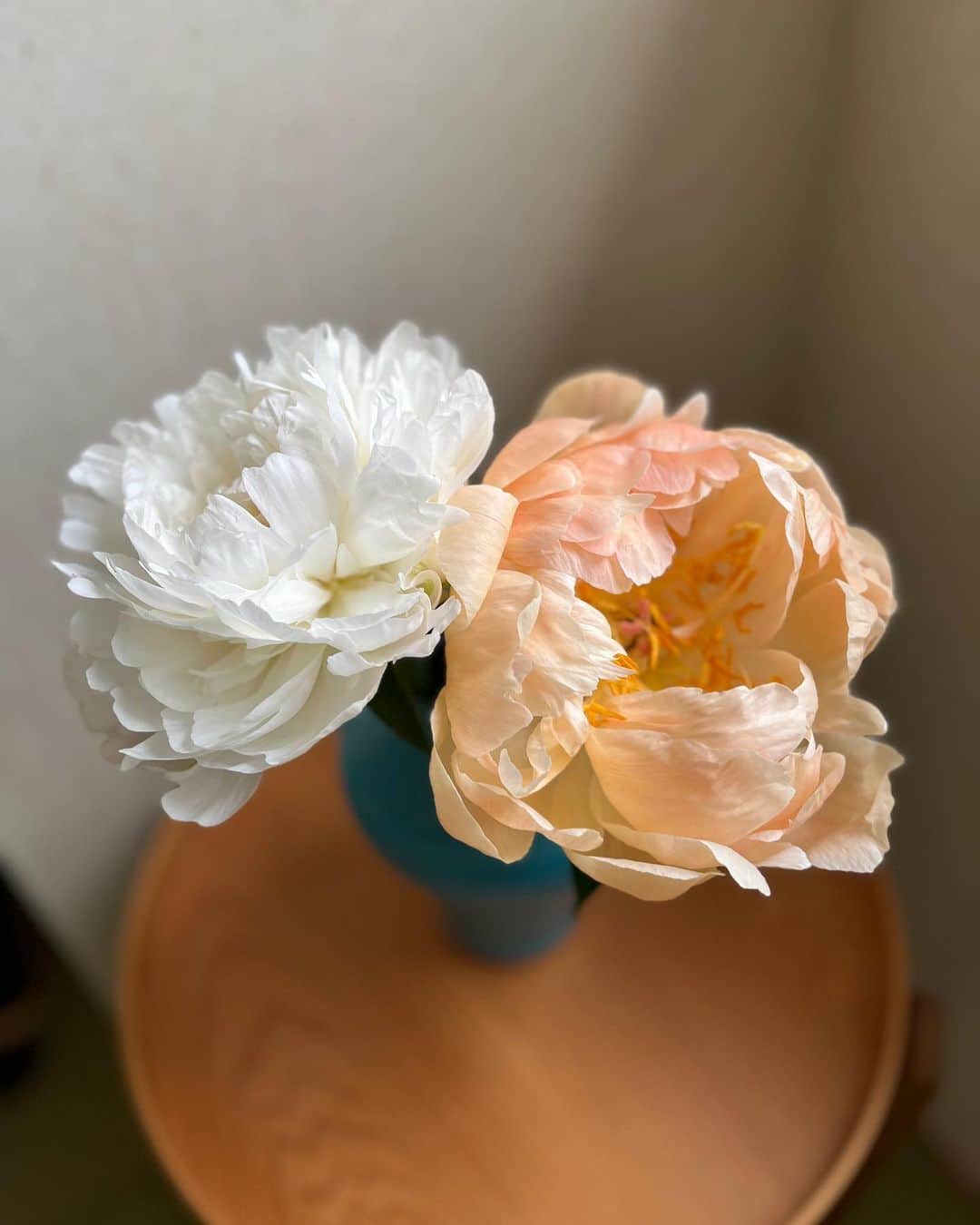 福田葉子さんのインスタグラム写真 - (福田葉子Instagram)「早咲きの芍薬を見かけたので即買い。足も早いが気も早い芍薬なので、昨日は蕾だったものが一夜で開花、明日あさってには散ってしまうことだろう。たっぷりとした花弁は神々しいほどきれいだ。天上の花、というと蓮だが私は芍薬にそれを感じる。  昨日は、共同通信社にて社内ウェビナーに登壇しました。#失敗しないためのジェンダー表現ガイドブック 編集者としてお話させていただきました。通信社の記者の皆さまを前に久々にちょっと緊張…。お役に立てたか定かではありませんが貴重な体験になりました。 2.3枚目は汐留のロビーの展示。昔は伝書鳩がニュースを運んだこともあったそうです。すごいなー。社内見学も案内してくださって面白かった。 #芍薬　#しゃくやく #シャクヤク　#お花　#花のある暮らし #共同通信　#ジェンダー表現　#ウェビナー　#記者　#ジェンダー　#本　#編集者」4月18日 15時08分 - yoyoyokoko