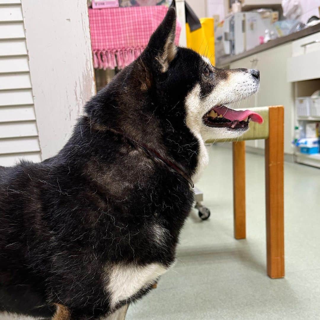 vo_coのインスタグラム：「🐾 飼い主多忙だったため、こたつちゃん久しぶりの病院 はい、最高体重記録更新！ 11.0kg！ うん、知ってた 胴回り明らかに幅を増してたしハーネスも入らなくなってたしね 先生からも 「とにかく10.5kgまでは落としましょう」 とご提案 本日も採血→直腸検温→ワクチン注射と頑張ったから、500gの減量くらい頑張れるはず！ 一緒に痩せよう ＊ #shibastagram #instashiba #shiba #shibainu #黒柴 #柴犬」