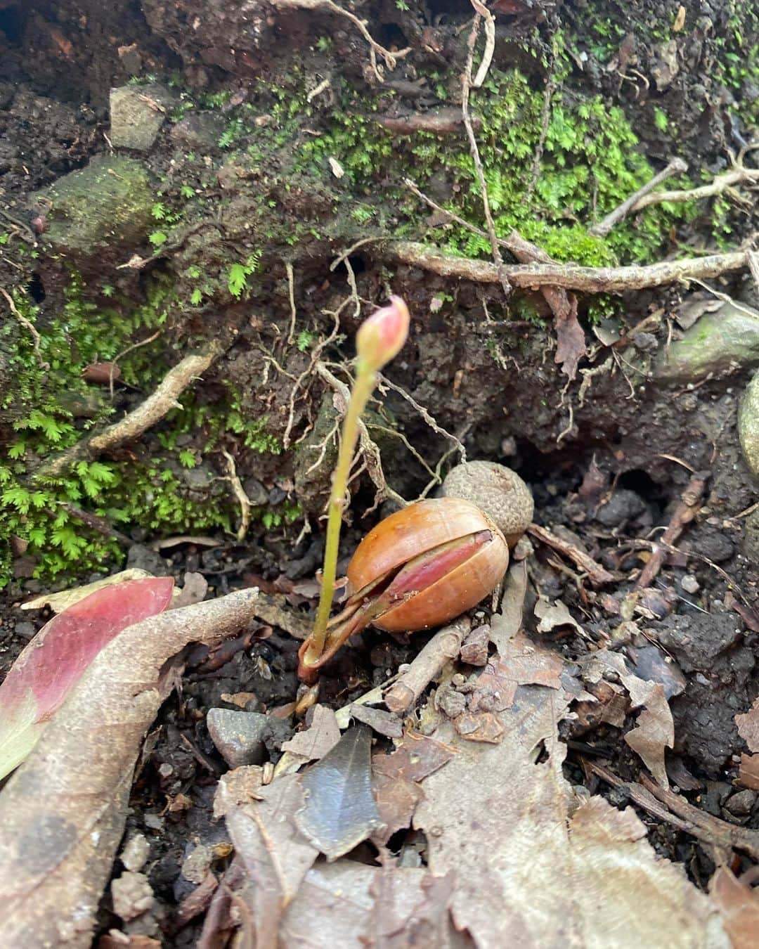 寺川奈津美さんのインスタグラム写真 - (寺川奈津美Instagram)「娘にとって宝物のどんぐり。 今日はちょっと違う姿を発見です🫡 #春に #芽を出すどんぐり #こうやって木が育つんだ #と誰よりも興奮したのは #私です」4月18日 16時01分 - natumikannnn
