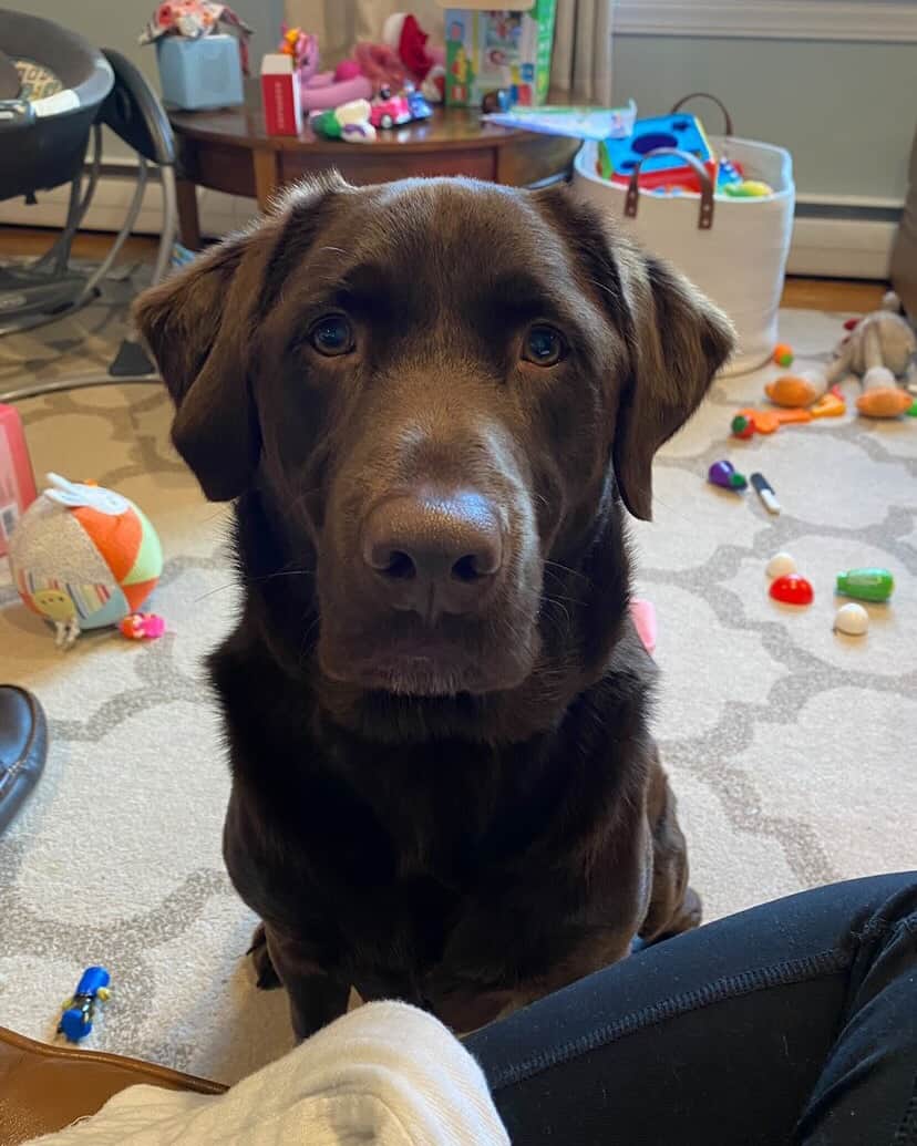 World of Labradors!さんのインスタグラム写真 - (World of Labradors!Instagram)「Nash needs a new home ASAP! @jbock87  "My husband and I made the tough decision to rehome Nash in February. He has always had some resource guarding issues and at times aggressive behaviors (some due to anxiety, but also we think just from mis-wiring issues). He has bitten us in the past, once in relation to resource guarding and once from what we think was from him being woken from sleep and spooked.   We had him for 3 years and 2 of it with our now 2 y/o daughter. Most days he was amazing with her and would fetch and play. We were able to pick up on Nash’s cues if he seemed to want be left alone or was getting on edge and we could respond appropriately. Our child didn’t see those same cues and we just came worried after having our second child that we couldn’t always be anywhere at once and we didn’t want something to happen that could have been prevented.   We thought we’d found a perfect home from him. A retired couple who live on a lake with lots of hiking trails around, who are very active. They had no kids at home and have had dogs before and treat them like kings. Things seemed to align perfectly, but, they have had encounters with his aggression/anxiety. They feel they can’t keep him for fear of having guests over. We had some guests in the 3 years we had him and he would jump in excitement for guests, but we never had any issues.  All of this leads us to where we are at now. No rescue place will take him since he has bitten before, and his current owners feel that short of another person stepping forward to take him, the only solution is to put him down. We are on short timeline because they want to move forward with things. We understand that Nash takes work and would do best with someone that has worked with dogs of this nature. We know it’s a big ask, but we are at the point of it being our last hope to save him.   He is only 3.5 years old and we can’t fathom having to put him down when we know the love and companionship he has to offer in the right environment. He is currently in Maine. Please reach out to Jennifer @jbock87 if you think you can help. She is happy to go into more details about him as well to explain anything you may want to know."」4月19日 1時48分 - worldoflabs