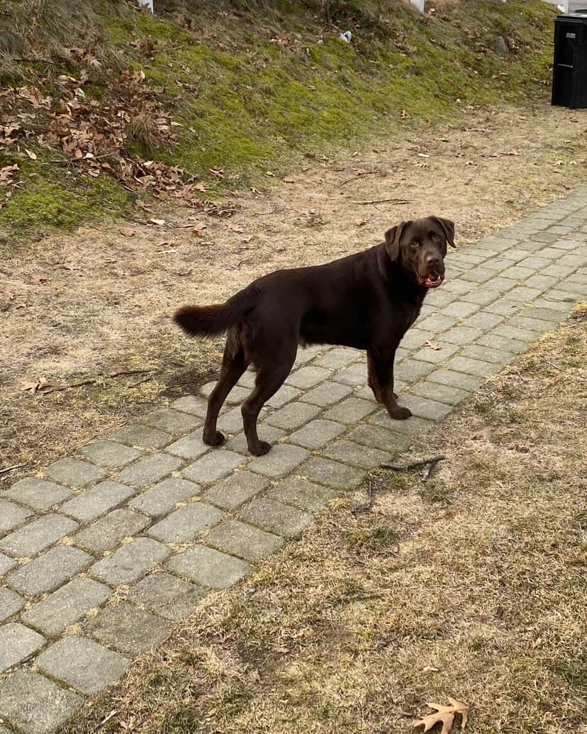 World of Labradors!さんのインスタグラム写真 - (World of Labradors!Instagram)「Nash needs a new home ASAP! @jbock87  "My husband and I made the tough decision to rehome Nash in February. He has always had some resource guarding issues and at times aggressive behaviors (some due to anxiety, but also we think just from mis-wiring issues). He has bitten us in the past, once in relation to resource guarding and once from what we think was from him being woken from sleep and spooked.   We had him for 3 years and 2 of it with our now 2 y/o daughter. Most days he was amazing with her and would fetch and play. We were able to pick up on Nash’s cues if he seemed to want be left alone or was getting on edge and we could respond appropriately. Our child didn’t see those same cues and we just came worried after having our second child that we couldn’t always be anywhere at once and we didn’t want something to happen that could have been prevented.   We thought we’d found a perfect home from him. A retired couple who live on a lake with lots of hiking trails around, who are very active. They had no kids at home and have had dogs before and treat them like kings. Things seemed to align perfectly, but, they have had encounters with his aggression/anxiety. They feel they can’t keep him for fear of having guests over. We had some guests in the 3 years we had him and he would jump in excitement for guests, but we never had any issues.  All of this leads us to where we are at now. No rescue place will take him since he has bitten before, and his current owners feel that short of another person stepping forward to take him, the only solution is to put him down. We are on short timeline because they want to move forward with things. We understand that Nash takes work and would do best with someone that has worked with dogs of this nature. We know it’s a big ask, but we are at the point of it being our last hope to save him.   He is only 3.5 years old and we can’t fathom having to put him down when we know the love and companionship he has to offer in the right environment. He is currently in Maine. Please reach out to Jennifer @jbock87 if you think you can help. She is happy to go into more details about him as well to explain anything you may want to know."」4月19日 1時48分 - worldoflabs