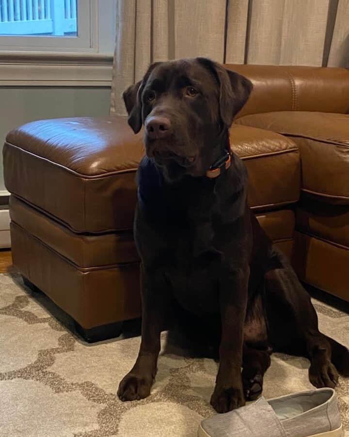 World of Labradors!のインスタグラム：「Nash needs a new home ASAP! @jbock87  "My husband and I made the tough decision to rehome Nash in February. He has always had some resource guarding issues and at times aggressive behaviors (some due to anxiety, but also we think just from mis-wiring issues). He has bitten us in the past, once in relation to resource guarding and once from what we think was from him being woken from sleep and spooked.   We had him for 3 years and 2 of it with our now 2 y/o daughter. Most days he was amazing with her and would fetch and play. We were able to pick up on Nash’s cues if he seemed to want be left alone or was getting on edge and we could respond appropriately. Our child didn’t see those same cues and we just came worried after having our second child that we couldn’t always be anywhere at once and we didn’t want something to happen that could have been prevented.   We thought we’d found a perfect home from him. A retired couple who live on a lake with lots of hiking trails around, who are very active. They had no kids at home and have had dogs before and treat them like kings. Things seemed to align perfectly, but, they have had encounters with his aggression/anxiety. They feel they can’t keep him for fear of having guests over. We had some guests in the 3 years we had him and he would jump in excitement for guests, but we never had any issues.  All of this leads us to where we are at now. No rescue place will take him since he has bitten before, and his current owners feel that short of another person stepping forward to take him, the only solution is to put him down. We are on short timeline because they want to move forward with things. We understand that Nash takes work and would do best with someone that has worked with dogs of this nature. We know it’s a big ask, but we are at the point of it being our last hope to save him.   He is only 3.5 years old and we can’t fathom having to put him down when we know the love and companionship he has to offer in the right environment. He is currently in Maine. Please reach out to Jennifer @jbock87 if you think you can help. She is happy to go into more details about him as well to explain anything you may want to know."」