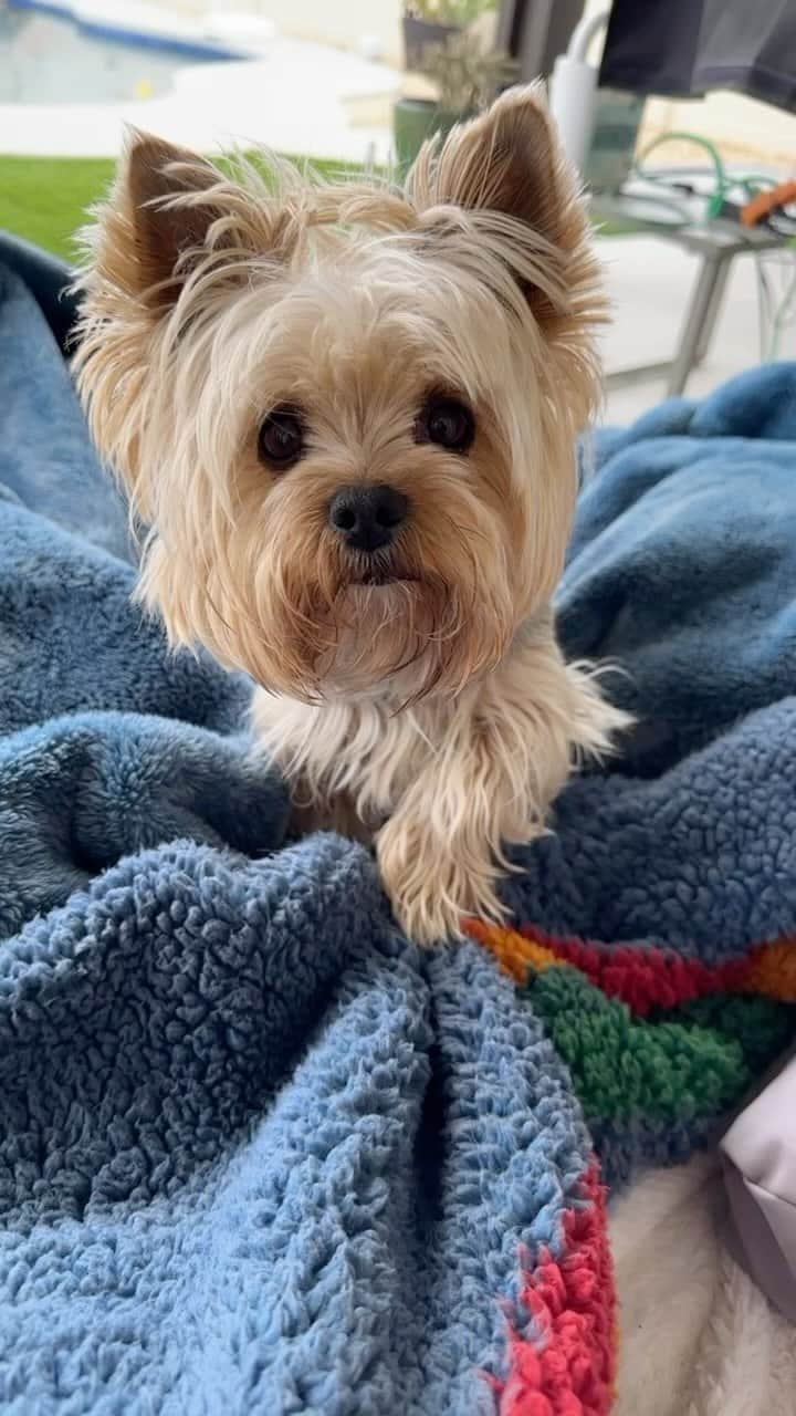 のインスタグラム：「Allie 💭 My hard work always pays off at the end! 😆💪🏼💪🏼♥️🥰🥳 #MakingBed #BedMaking #HardWork #NeverGiveUp #HardWorkPaysOff💪 #SmallButMighty #ShesGotIt #ShesMyGirl #TuesdayHumor #YorkieProblems」