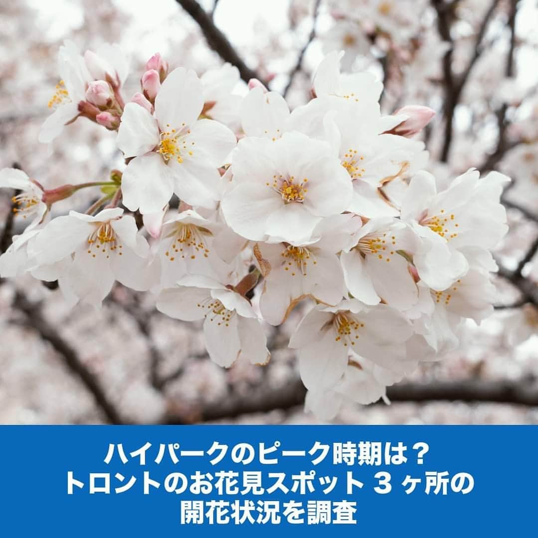 LifeTorontoのインスタグラム：「今年もトロントに桜シーズンがやってきました！今回は、トロントのお花見スポット3ヶ所の開花状況をSNSから調べてみました。 https://lifetoronto.jp/2023/04/media/147933.html 👉@lifetoronto.jpのプロフィールに記載 のリンク先より、最新記事一覧からチェックください。⁠ . . . #海外 #カナダ #トロント #トロントライフ #トロント生活 #トロント在住 #カナダ生活 #カナダ在住 #カナダライフ #海外生活 #海外暮らし #海外移住 #留学 #海外留学 #カナダ留学 #ワーホリ #ワーキングホリデー #カナダワーホリ #トロントワーホリ #ワーホリトロント #ワーホリ生活 #お花見 #花見 #ハイパーク #桜 #日系文化会館 #jccc #universityoftoronto」