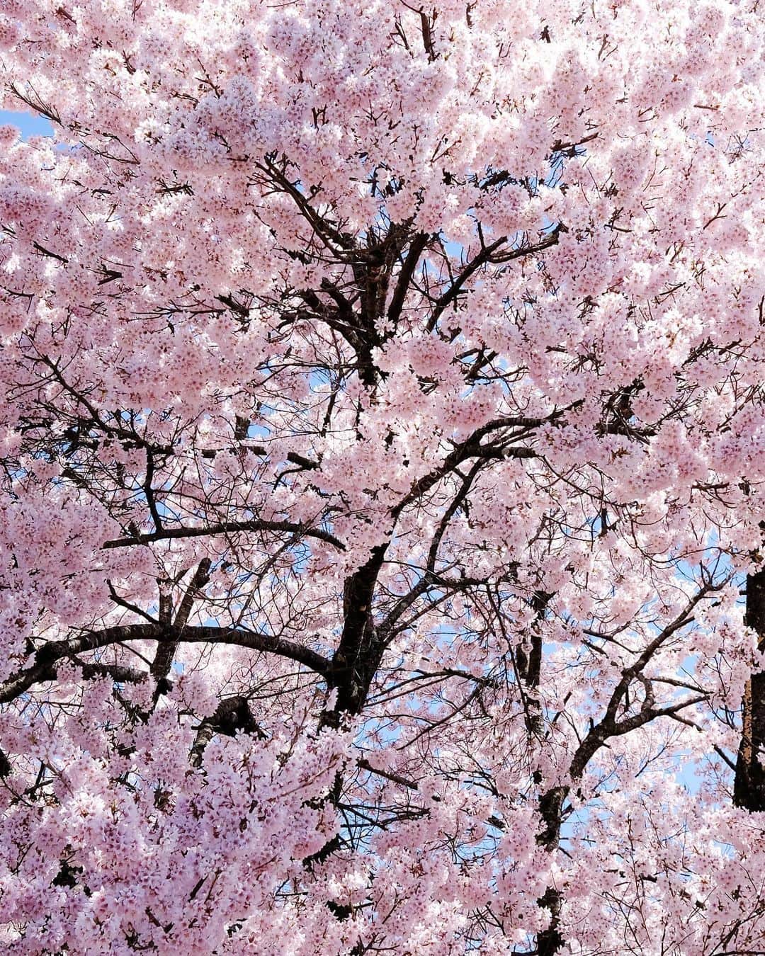 椎名直子のインスタグラム：「高遠よいとこいちどはおいで~♪ よ。  #桜の町」