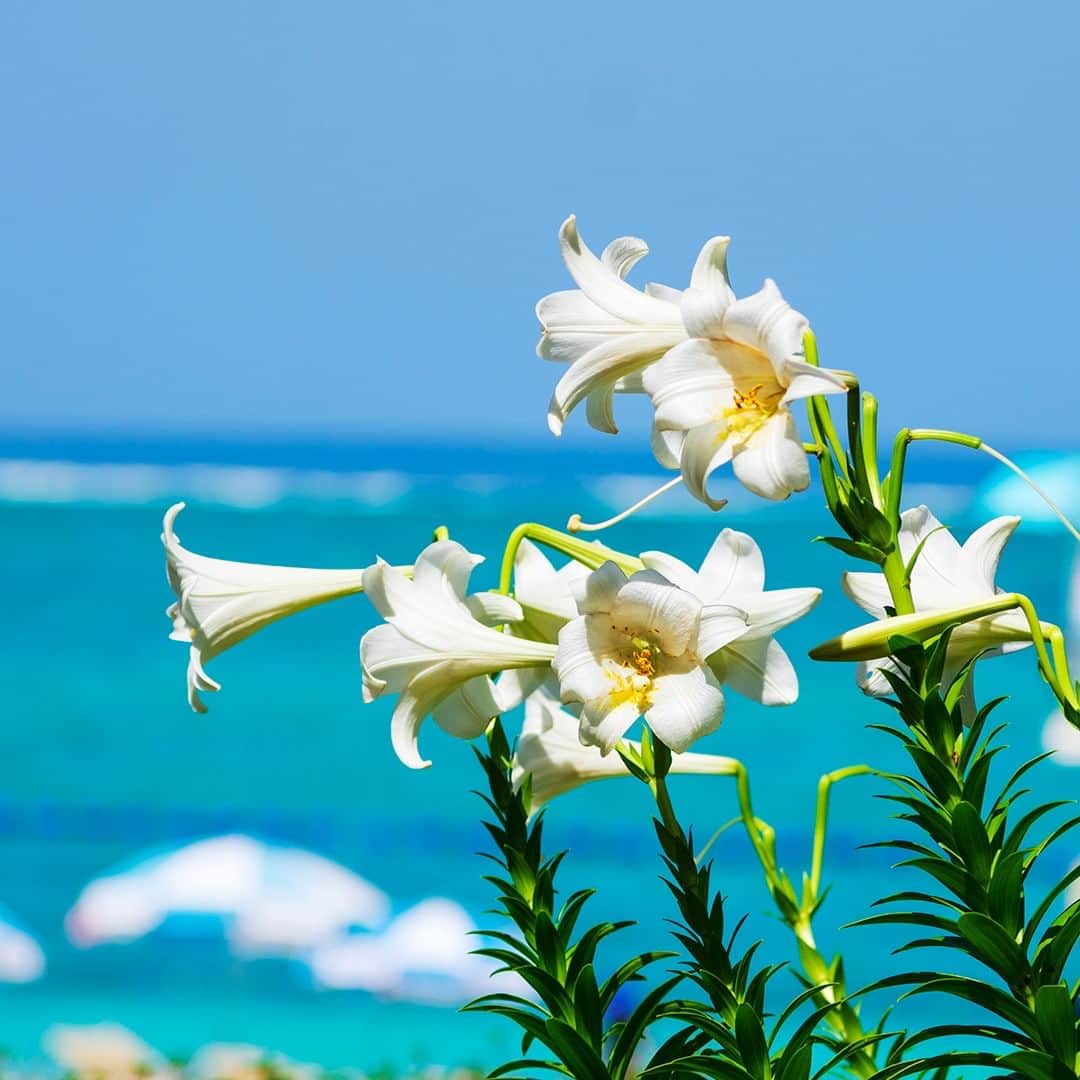ホテルムーンビーチさんのインスタグラム写真 - (ホテルムーンビーチInstagram)「4月16日、ビーチ前のテラスで咲くテッポウユリ。 青い海をバックに咲くシャイなテッポウユリ達をようやく撮影することができました。 Easter lilies April 16,2023  #ザムーンビーチミュージアムリゾート #ムーンビーチ #リゾート #沖縄 #沖縄観光 #沖縄ビーチ #沖縄旅行 #恩納村 #沖縄好き #沖縄好きな人と繋がりたい #旅行好きな人と繋がりたい #リゾート好きな人と繋がりたい #旅行 #japan #okinawa #themoonbeachmuseumresort #okinawabeach #okinawatrip #onnason #visitjapanjp #hotelmoonbeach #moonbeach」4月18日 18時16分 - themoonbeachmuseumresort