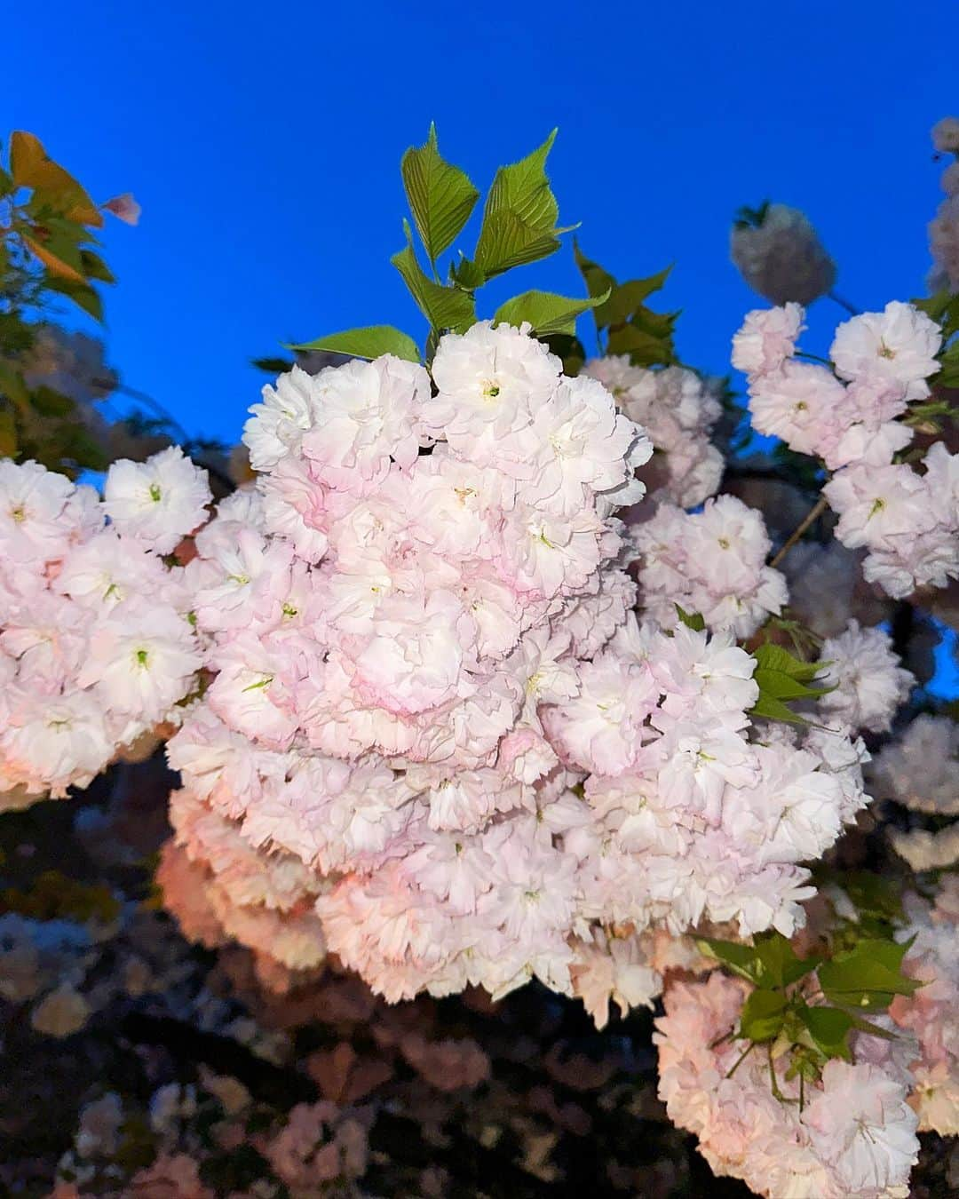 山本瑠香さんのインスタグラム写真 - (山本瑠香Instagram)「今年最後のお花見🌸 造幣局の桜の通り抜けに♡  様々な種類、色の桜が咲いていて どこを見てもキレイやったなあ🫧  今シーズン、桜を見るのは この日がおそらく最後やったかなぁ。 今年はいっぱいお花見できてよかった！🌈✨ . . . #桜 #桜スポット #桜ライトアップ #桜並木 #お花見 #お花見コーデ  #お花見スポット #花見 #花見コーデ #お花見コーデ  #造幣局 #造幣局桜の通り抜け #大阪 #大阪観光」4月18日 18時25分 - ruka_1010_team8