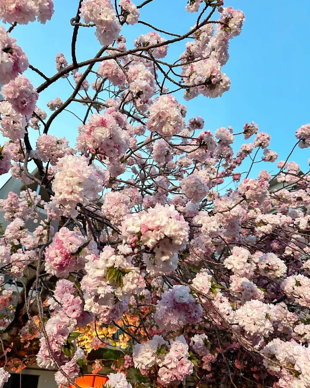 山本瑠香さんのインスタグラム写真 - (山本瑠香Instagram)「今年最後のお花見🌸 造幣局の桜の通り抜けに♡  様々な種類、色の桜が咲いていて どこを見てもキレイやったなあ🫧  今シーズン、桜を見るのは この日がおそらく最後やったかなぁ。 今年はいっぱいお花見できてよかった！🌈✨ . . . #桜 #桜スポット #桜ライトアップ #桜並木 #お花見 #お花見コーデ  #お花見スポット #花見 #花見コーデ #お花見コーデ  #造幣局 #造幣局桜の通り抜け #大阪 #大阪観光」4月18日 18時25分 - ruka_1010_team8